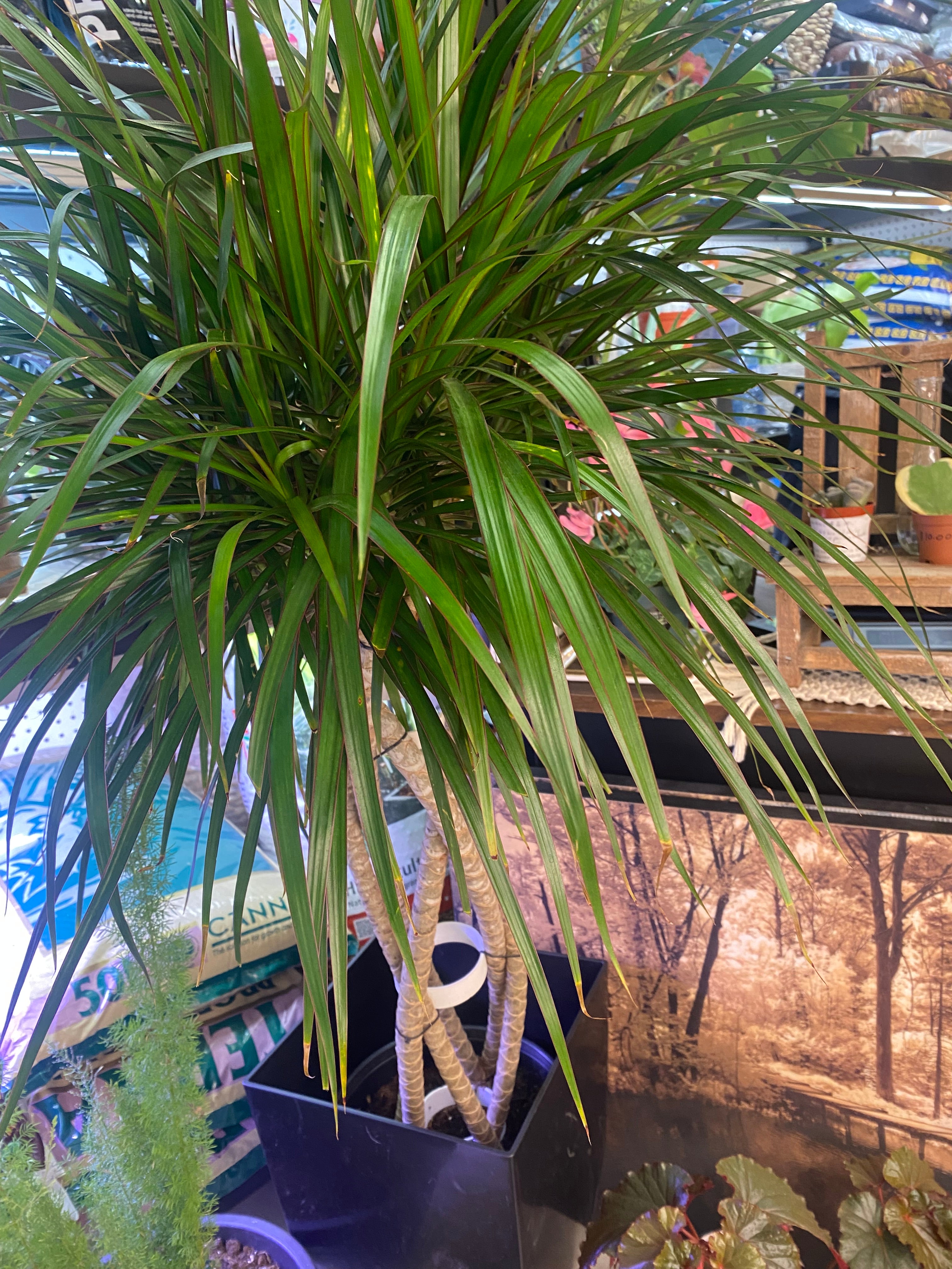 Dracaena Marginata Open Braid - toxic