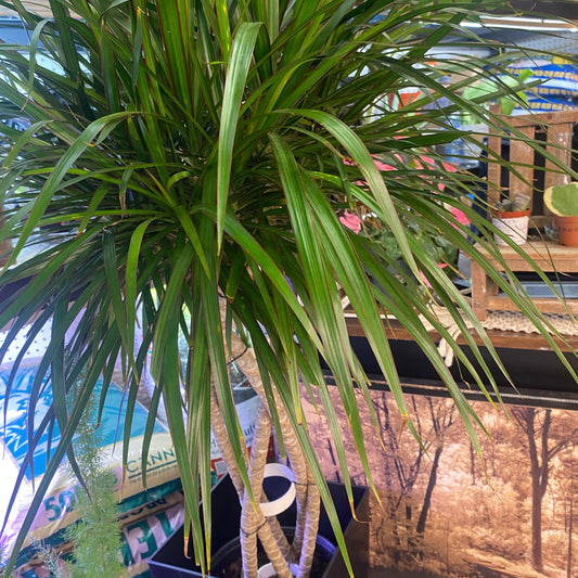 Dracaena Marginata Open Braid - toxic