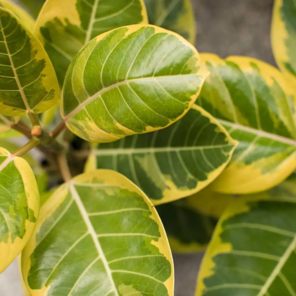 FICUS ALITISSIMA YELLOW GEM BUSH 10" toxic
