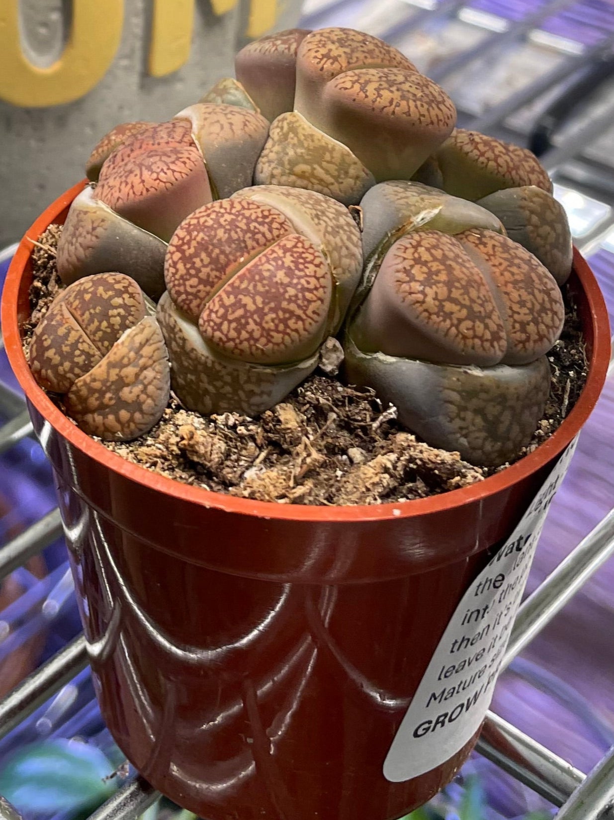 LITHOPS - non-toxic