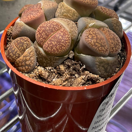LITHOPS - non-toxic 2"