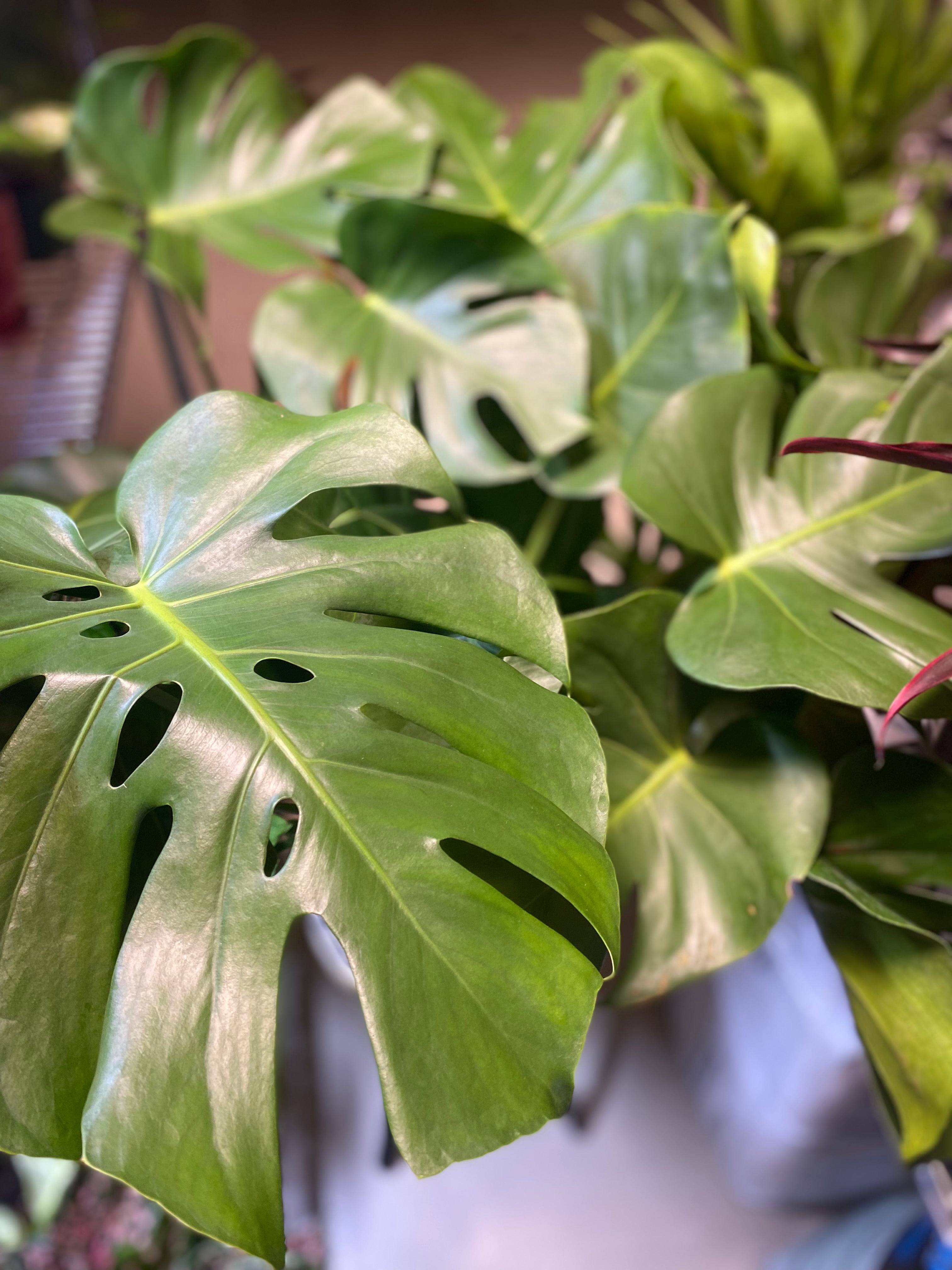 Philodendron Monstera 8" Toxic