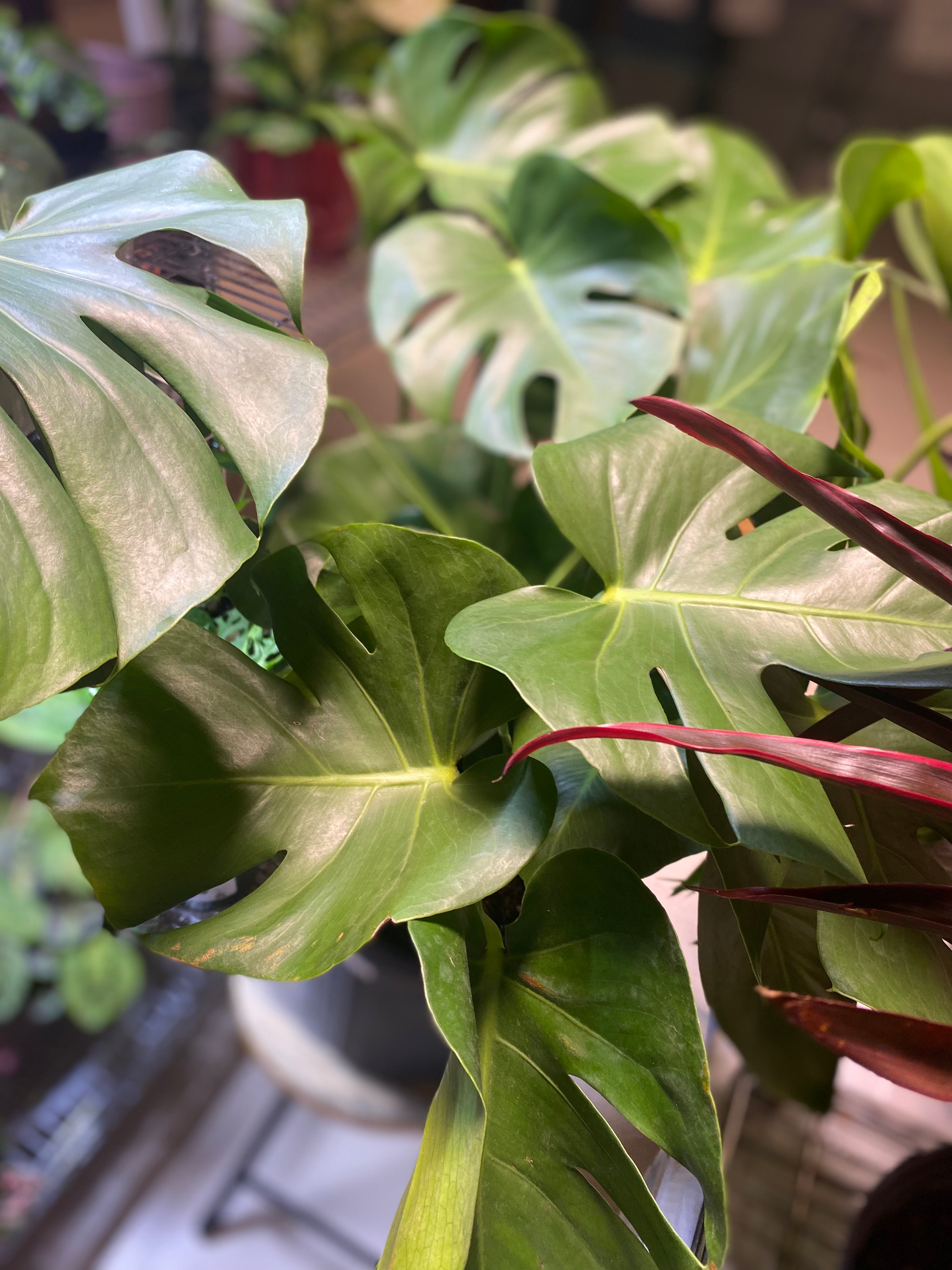 Philodendron Monstera 8" Toxic