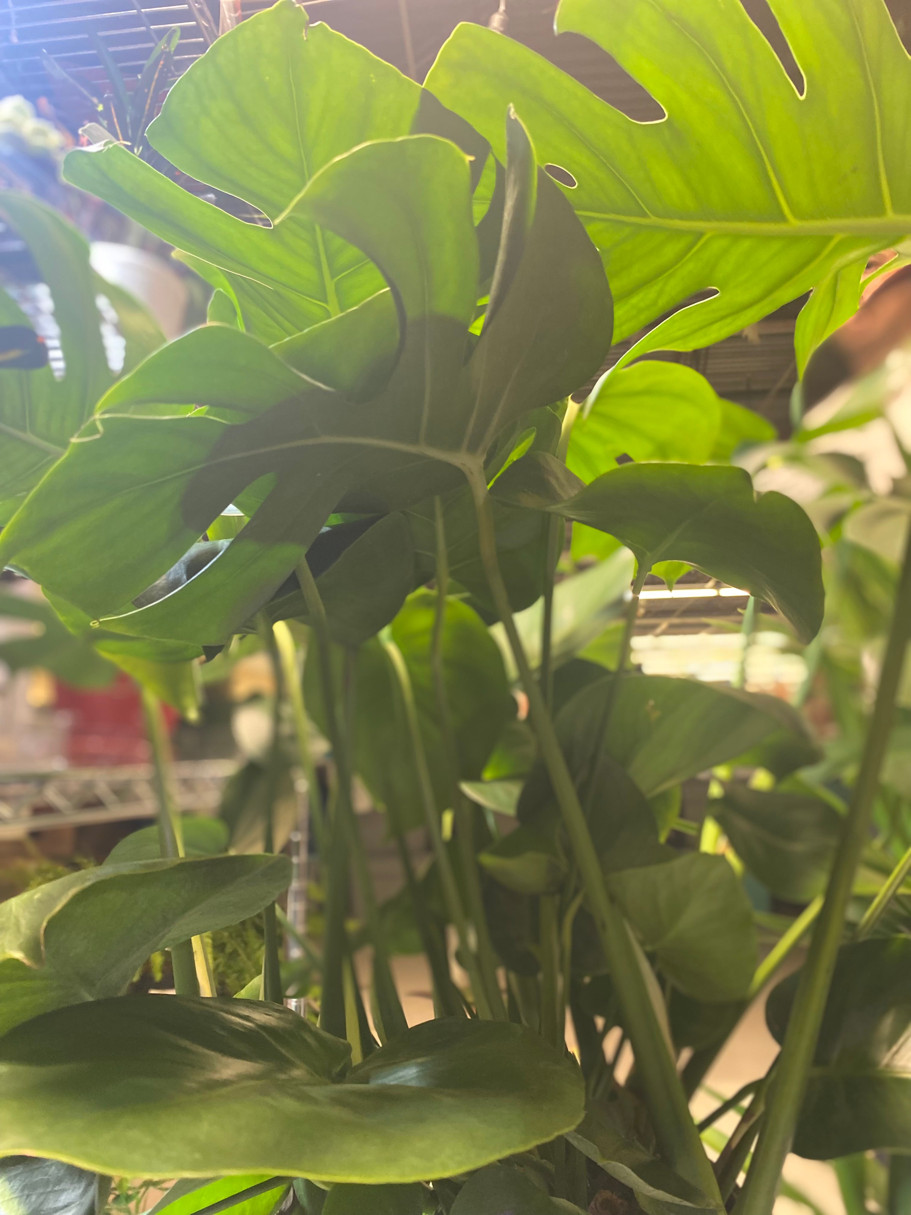 Philodendron Monstera 8" Toxic