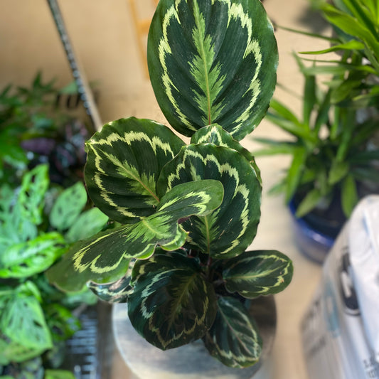 Calathea Medallion 4" - Non-Toxic - GROW PRO Equipment & Supplies