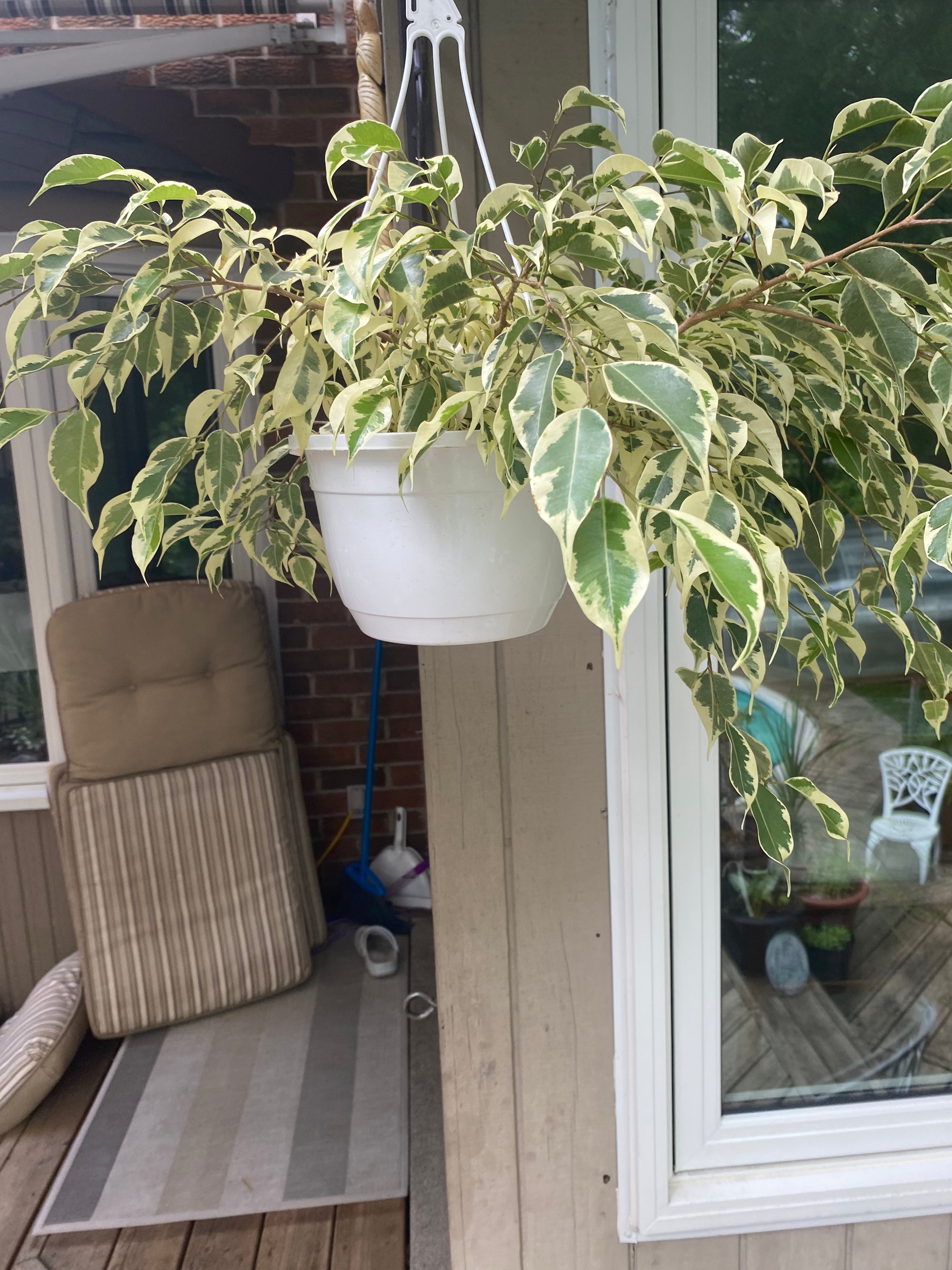 Ficus Starlight- Toxic