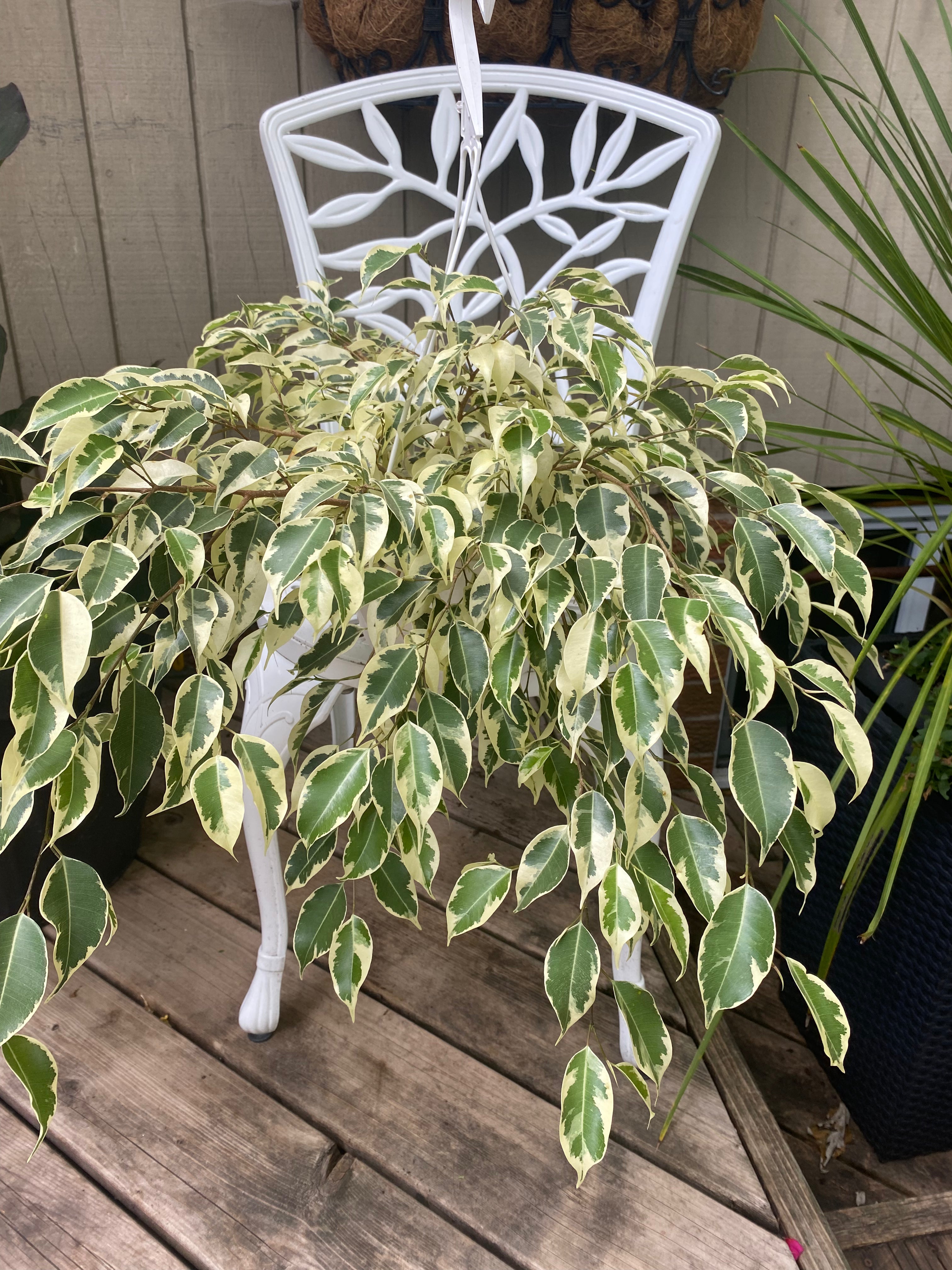 Ficus Starlight- Toxic