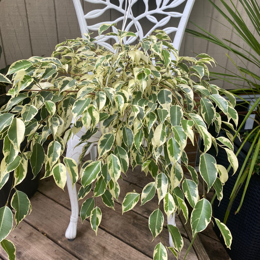 Ficus Starlight HB 8"- Toxic