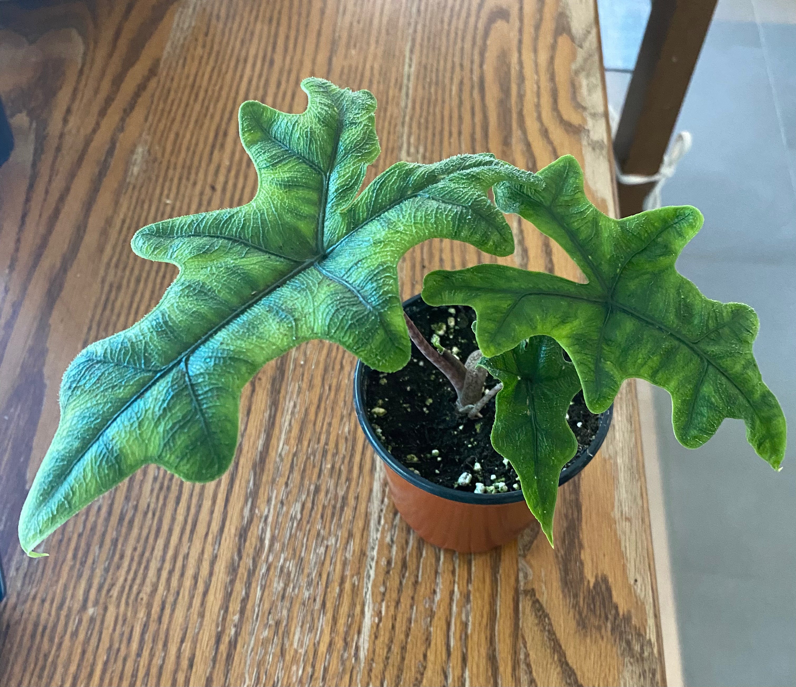 Alocasia Jacklyn 6" Toxic