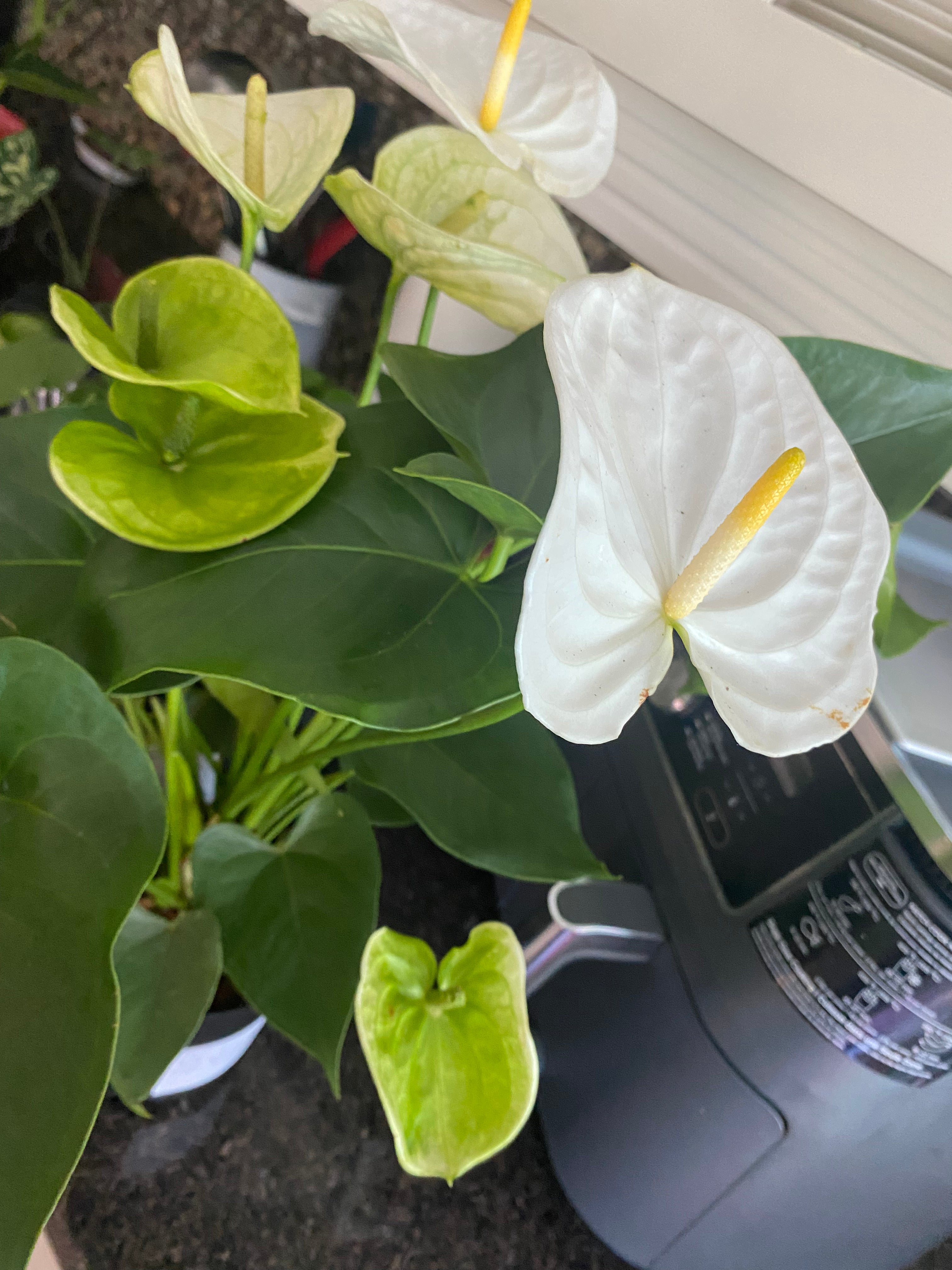 Anthurium White 6" - Toxic