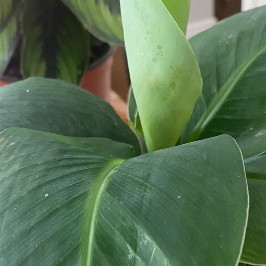 Musa 'Tropicana' (Dwarf Cavendish Banana 3.5" non-toxic