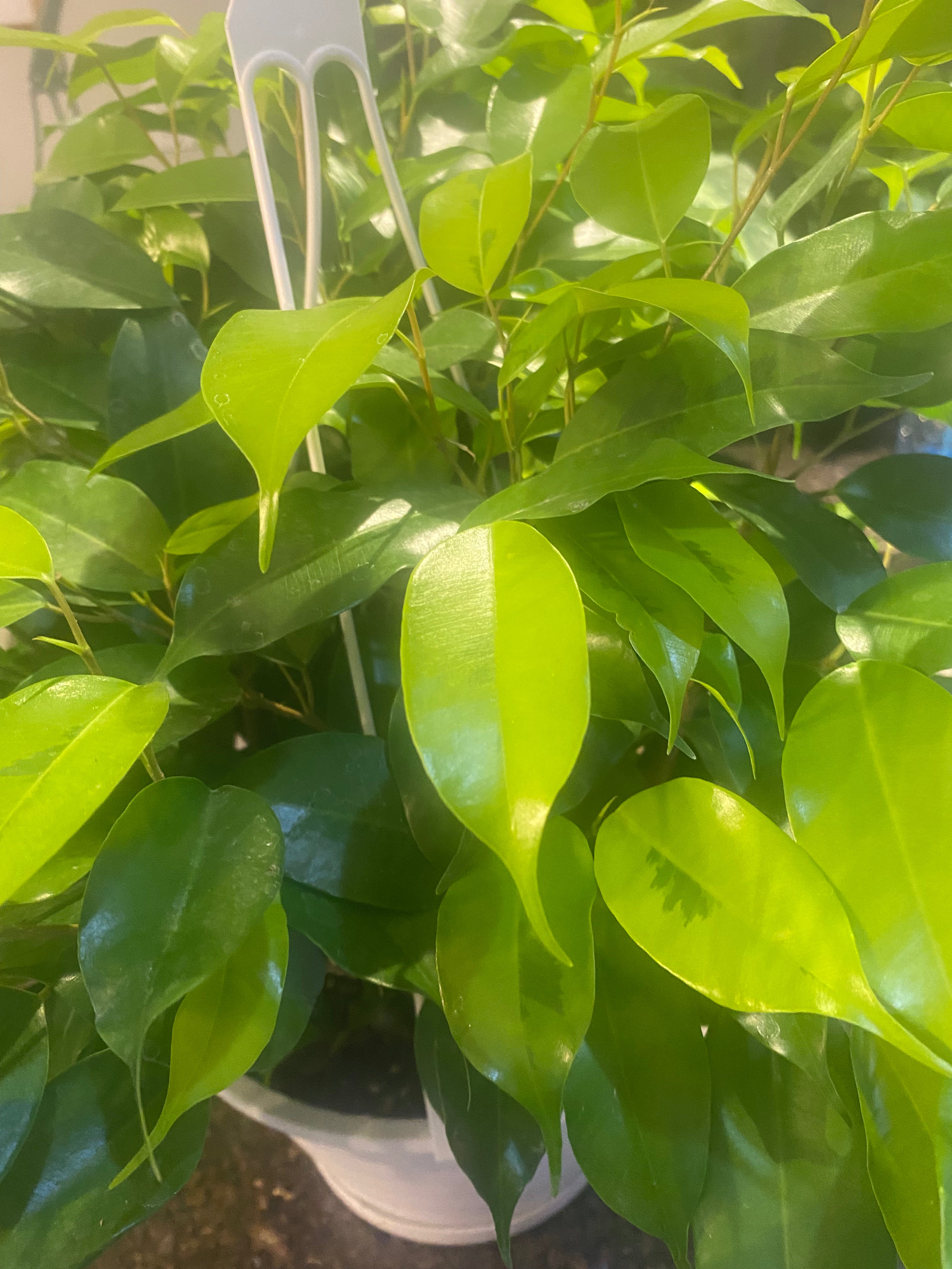 Ficus Benjamina Margarite 8" HB Toxic
