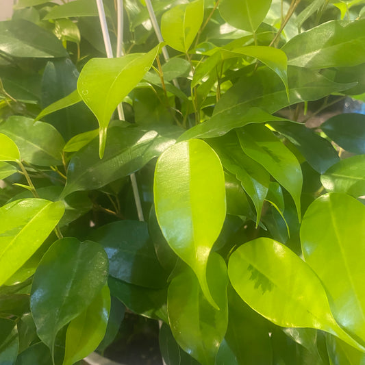 Ficus Benjamina Neon - toxic 3.5"