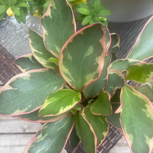 Peperomia Ginny 4" - Non-Toxic