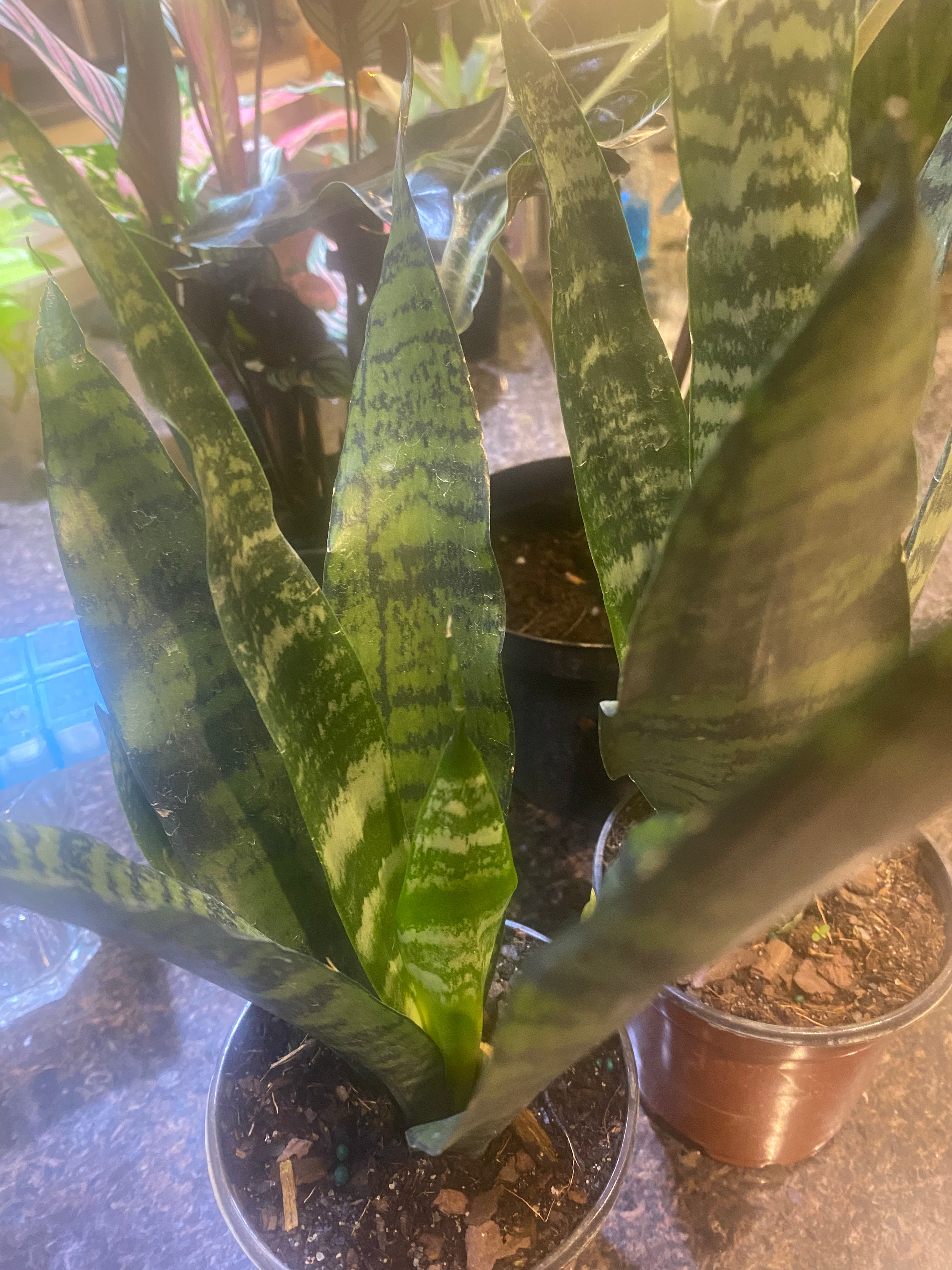 Sansevieria Black Coral 6" Toxic