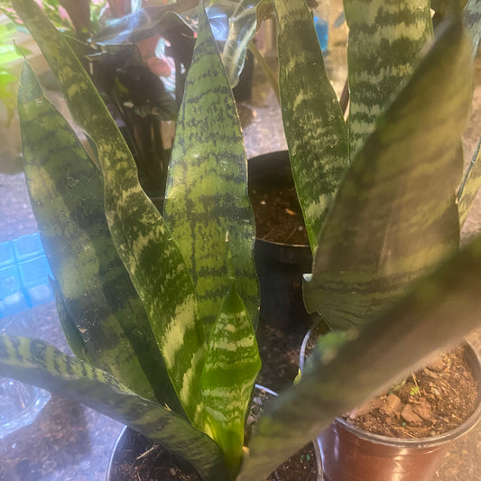 Sansevieria Black Coral 6" Toxic