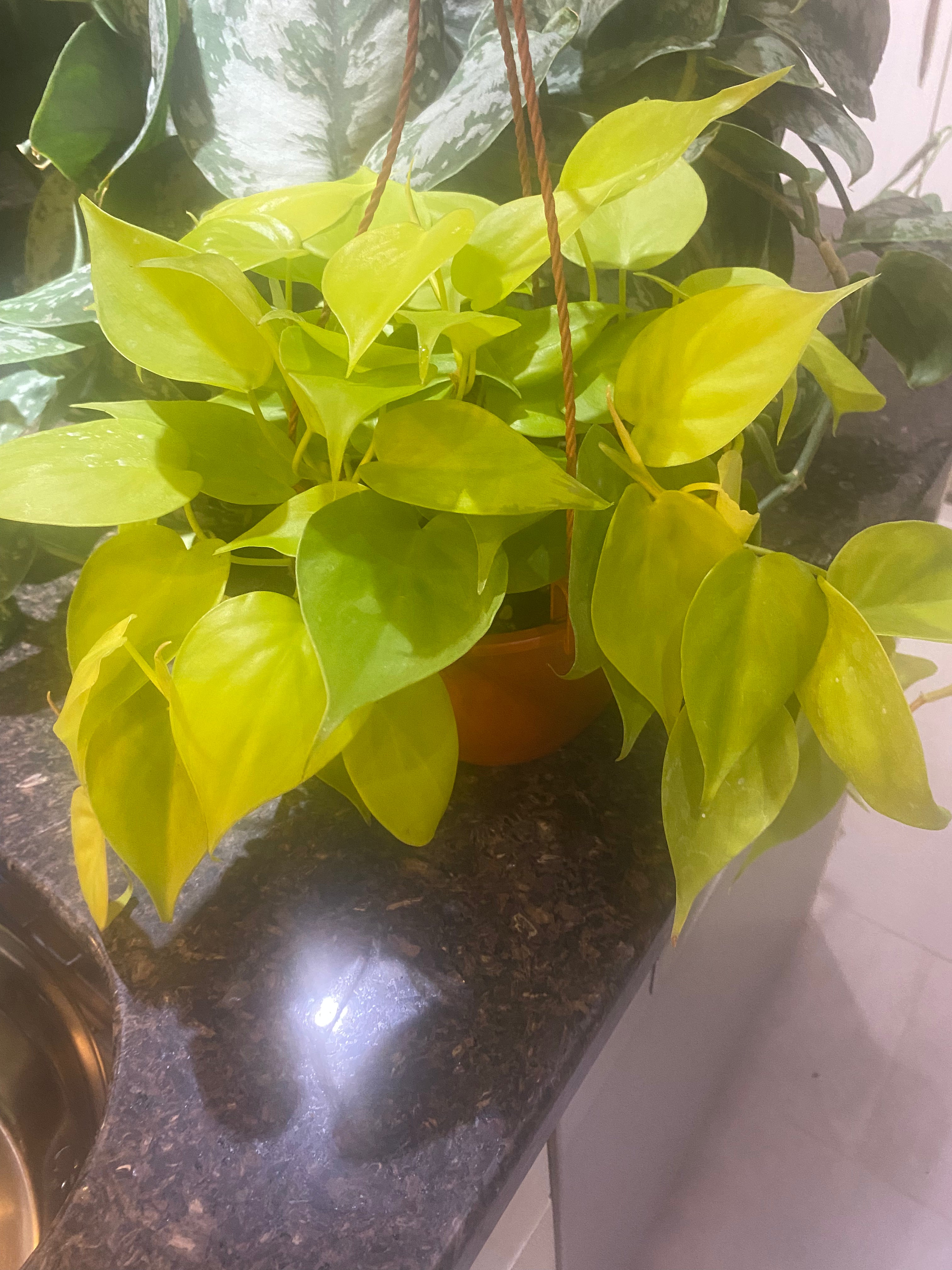 Philodendron Neon 4" toxic