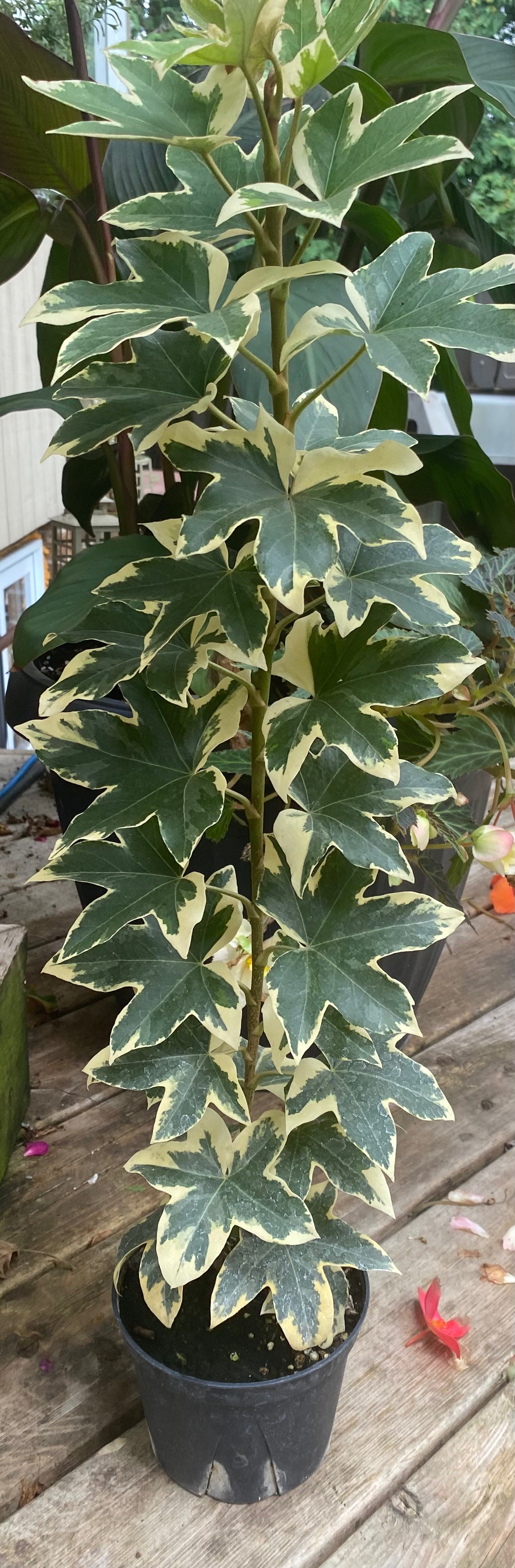 Fatshedera Variegated Pia 3.5" Toxic