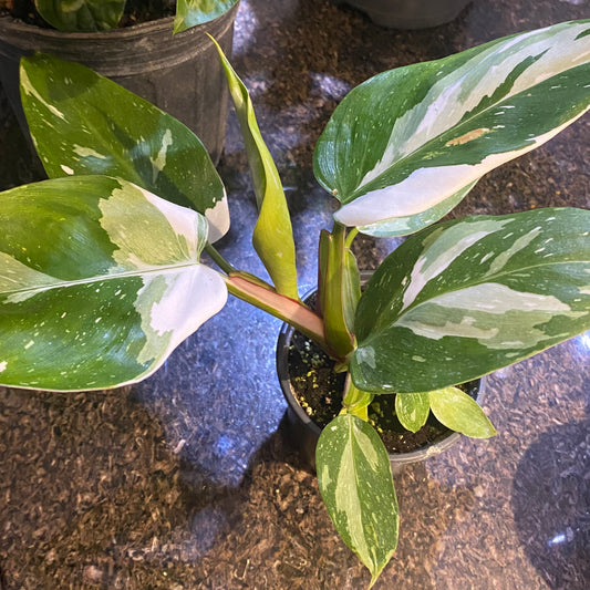 Philodendron White Princess 4" - Toxic - GROW PRO Equipment & Supplies