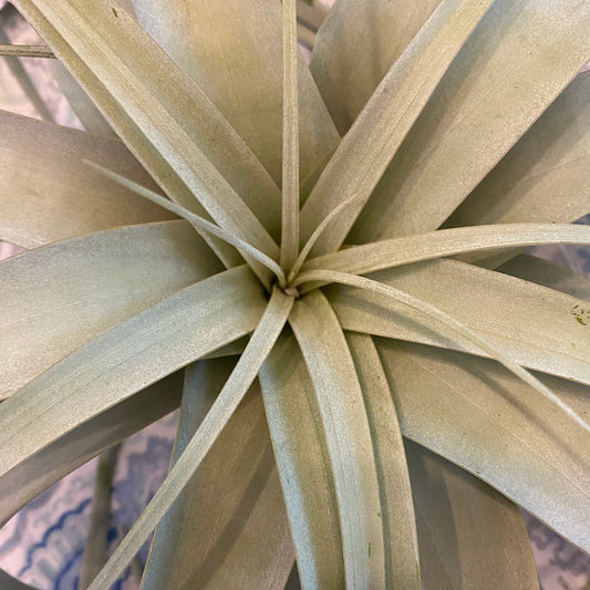 Air Plant extra large - Non-Toxic