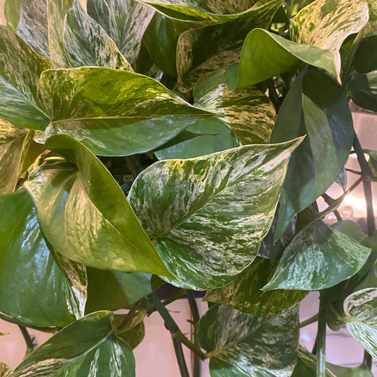 Pothos Marble Queen 8" HB - Toxic