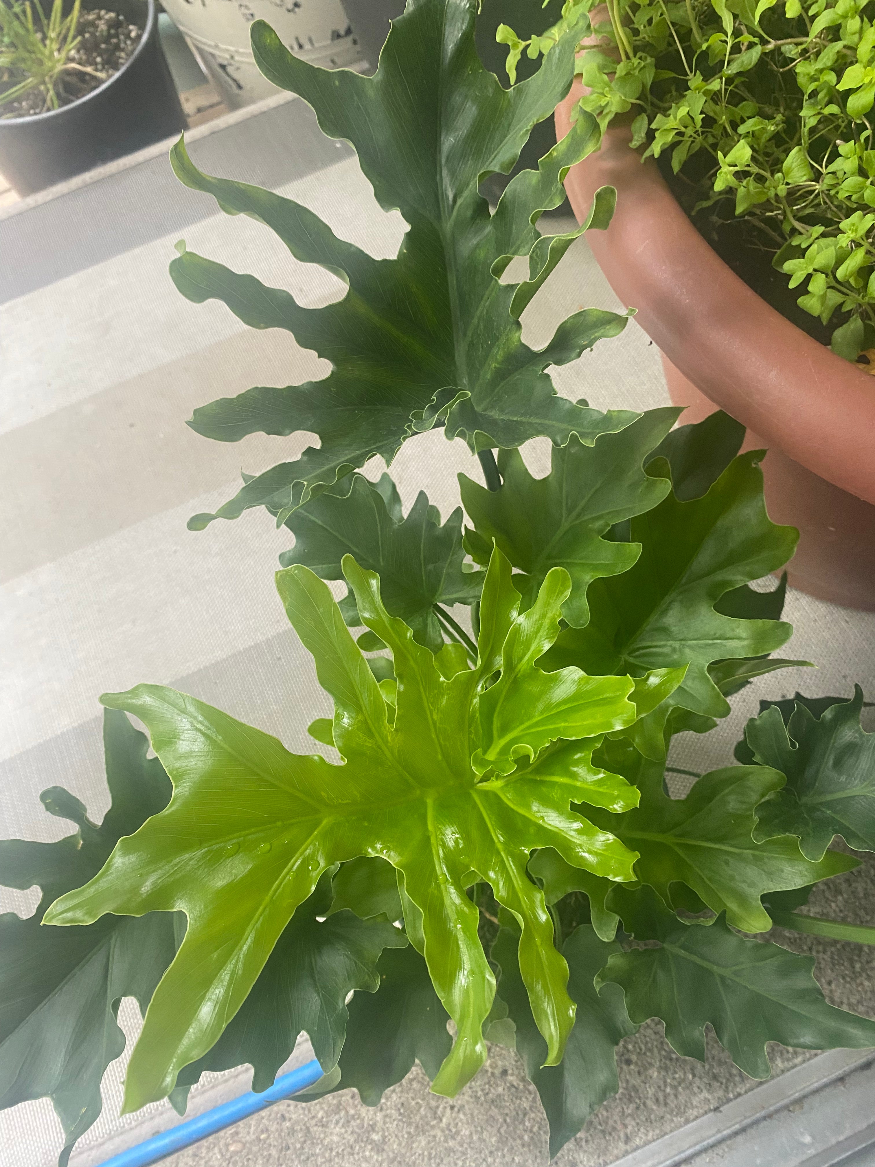 Philodendron Selloum Hope 10" Toxic