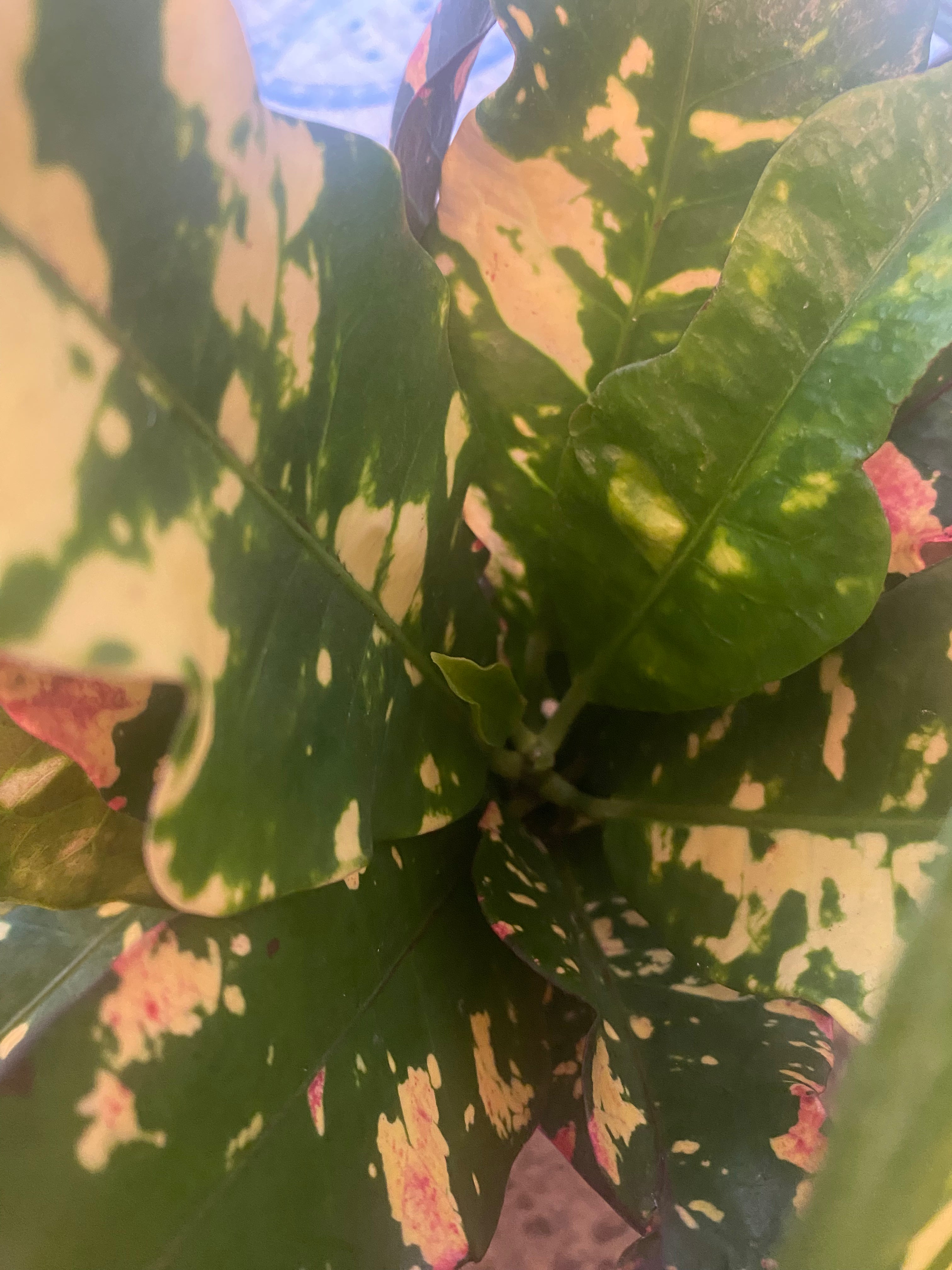 Croton Magnificent 8" - Toxic