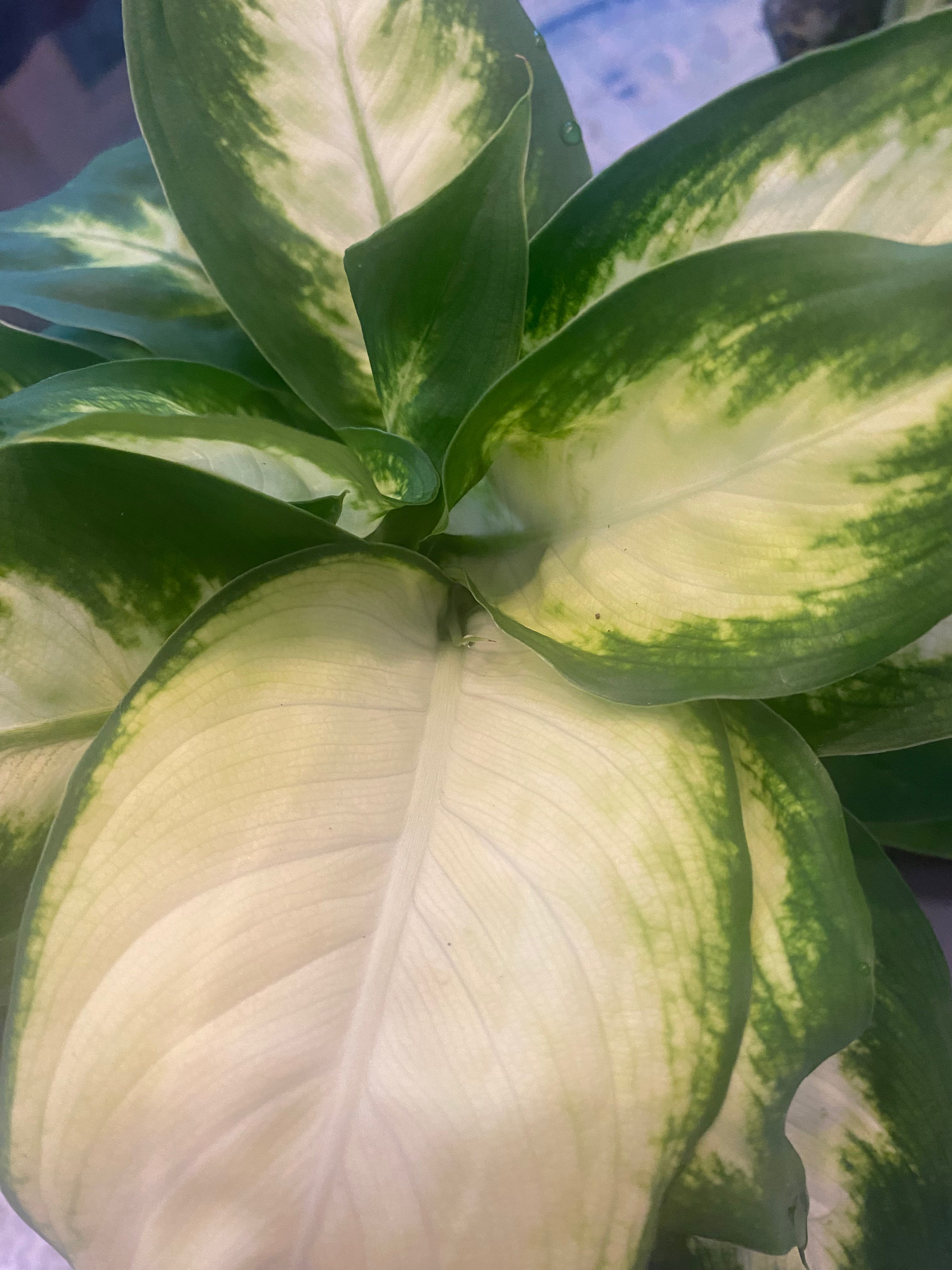 Dieffenbachia Camille/Carina 4" Toxic
