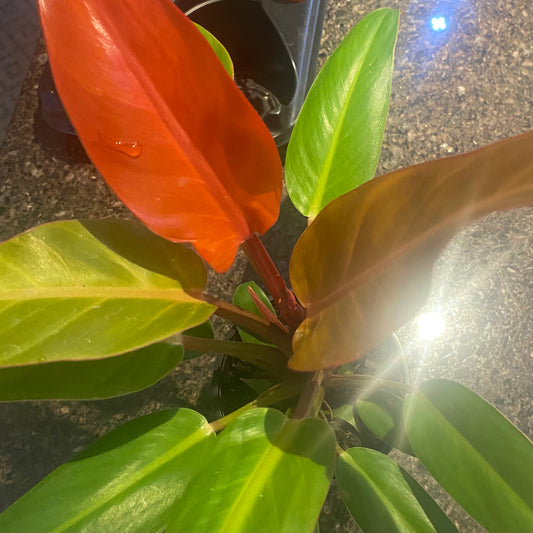 Philodendron Sun Red 4" toxic