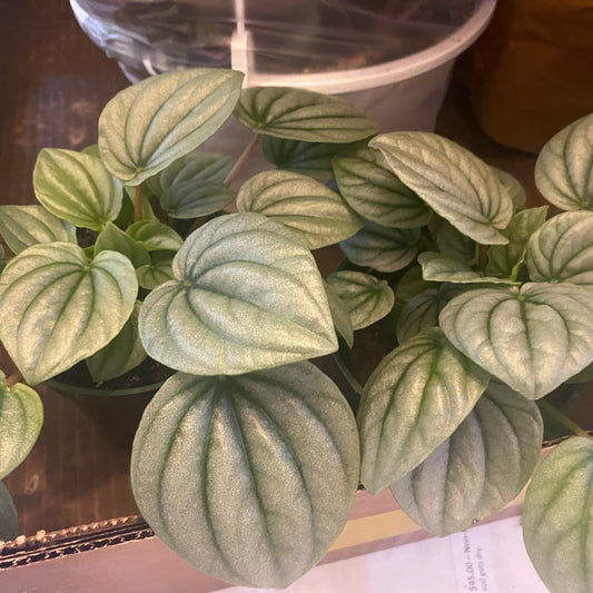 Peperomia Frost 4" - Non-Toxic