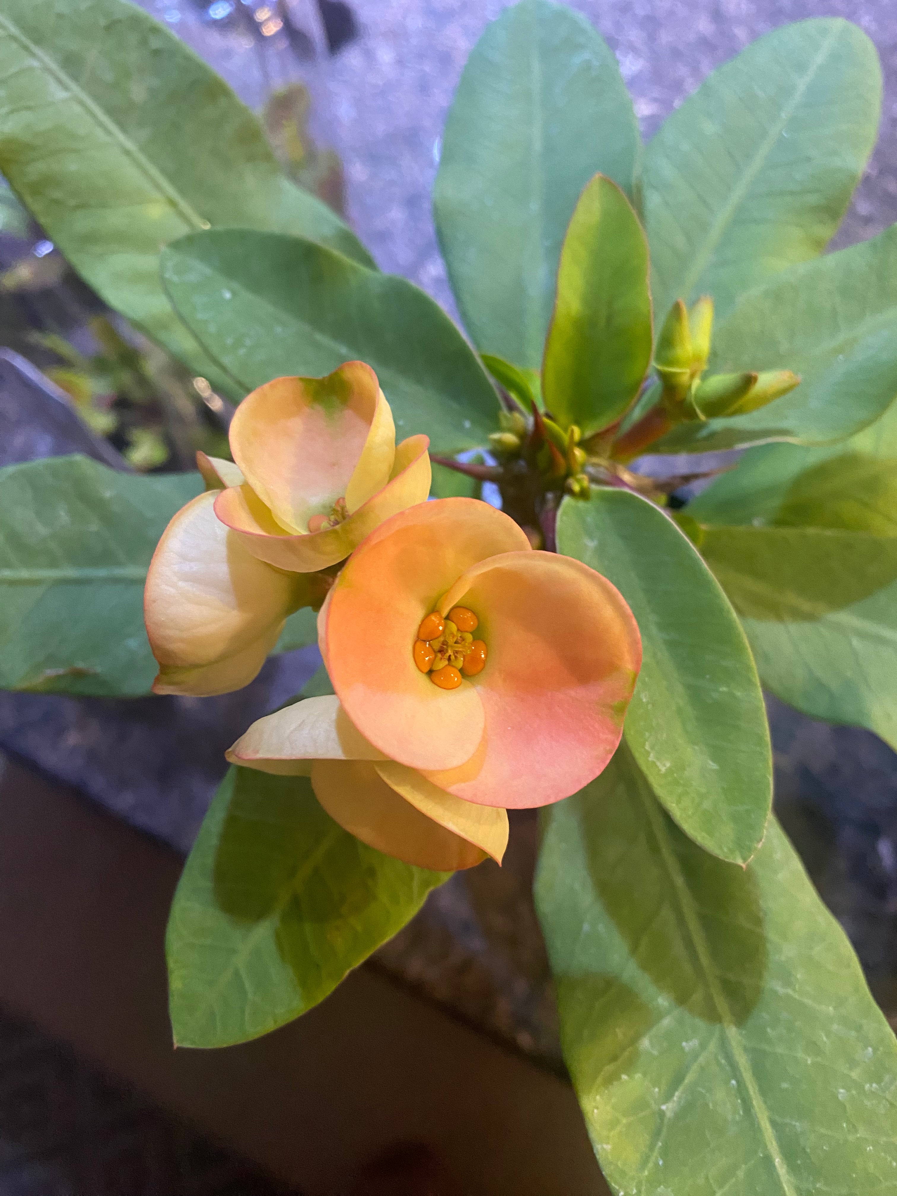 Euphorbia milii - Crown of Thorns 6” - toxic various sizes