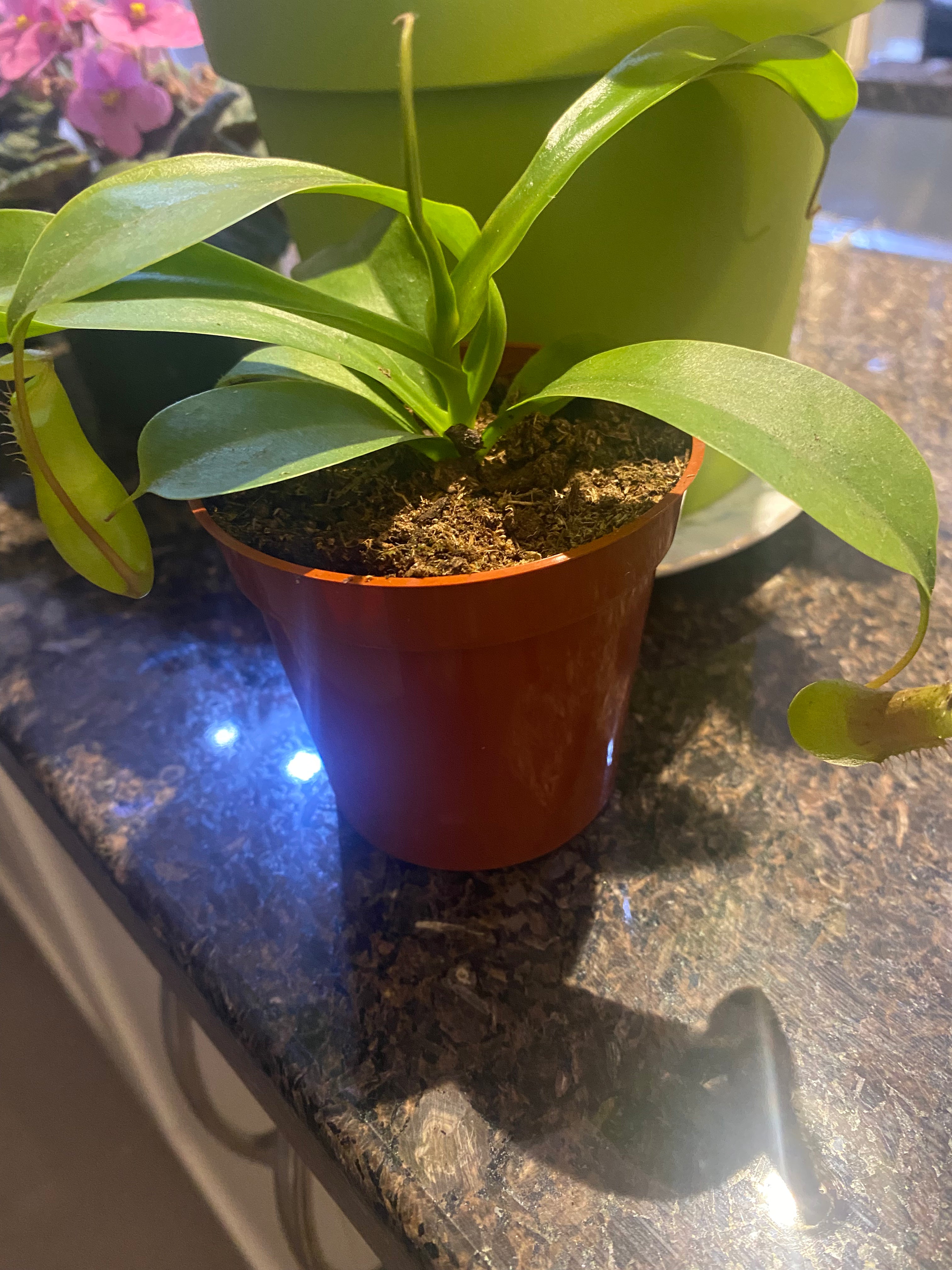 Nepenthes Alta Pitcher Plant 4" slightly toxic to pets