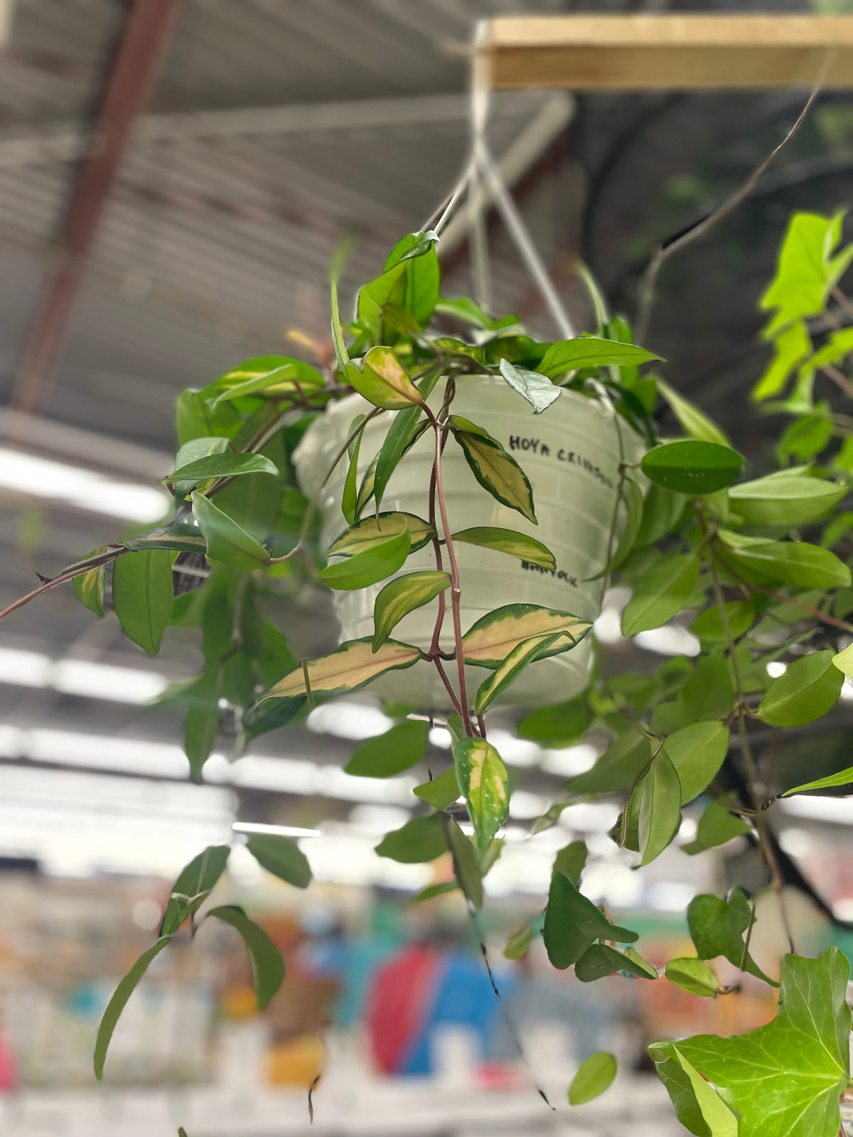 Hoya Krimson Queen 8" Hanging Basket