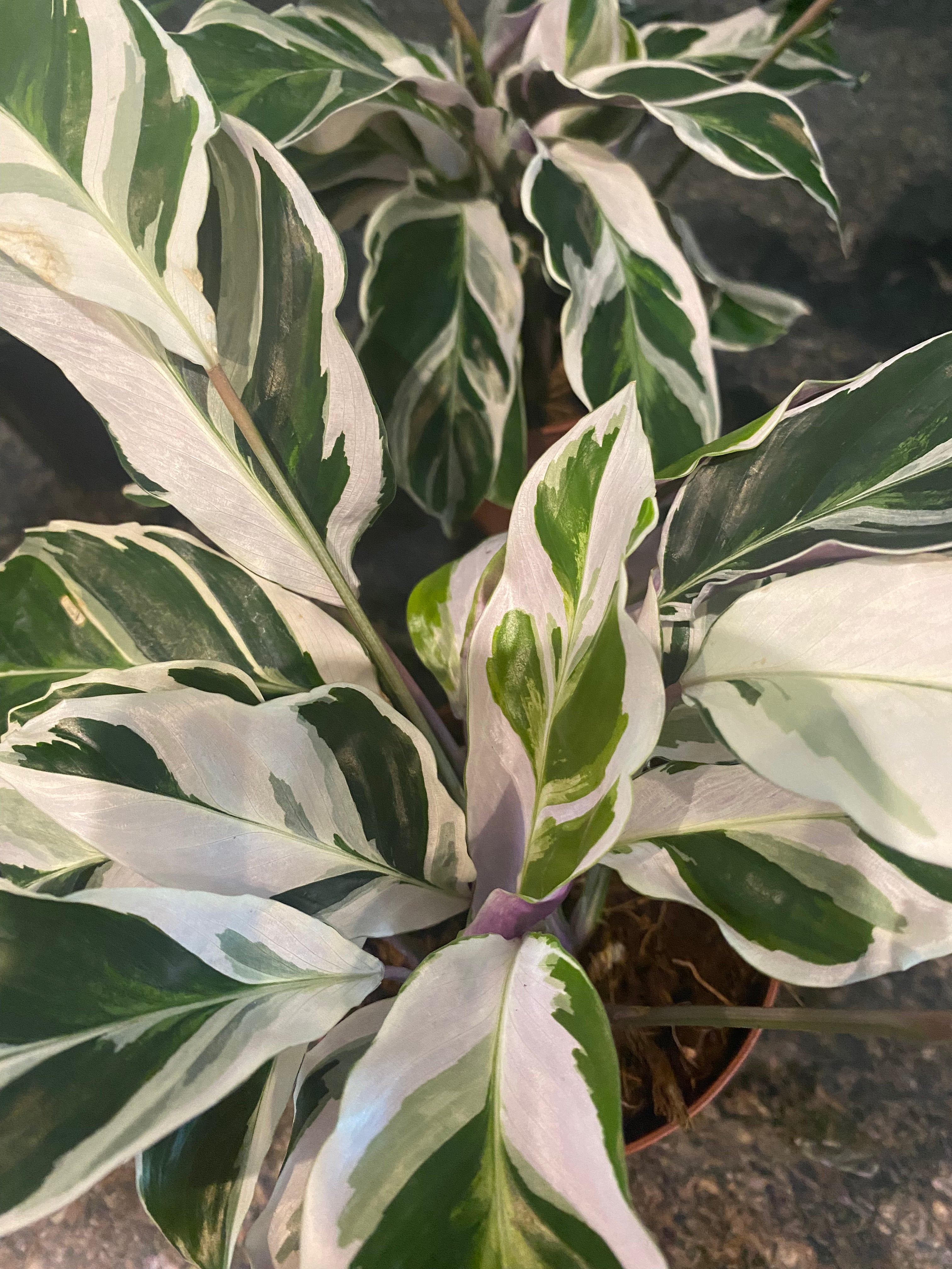 Calathea Assorted (Prayer Plant) non-toxic
