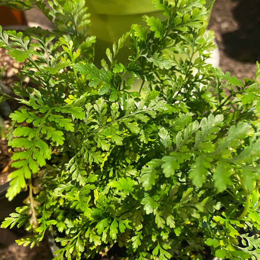 Fern Rabbit Foot 4" - Non-Toxic