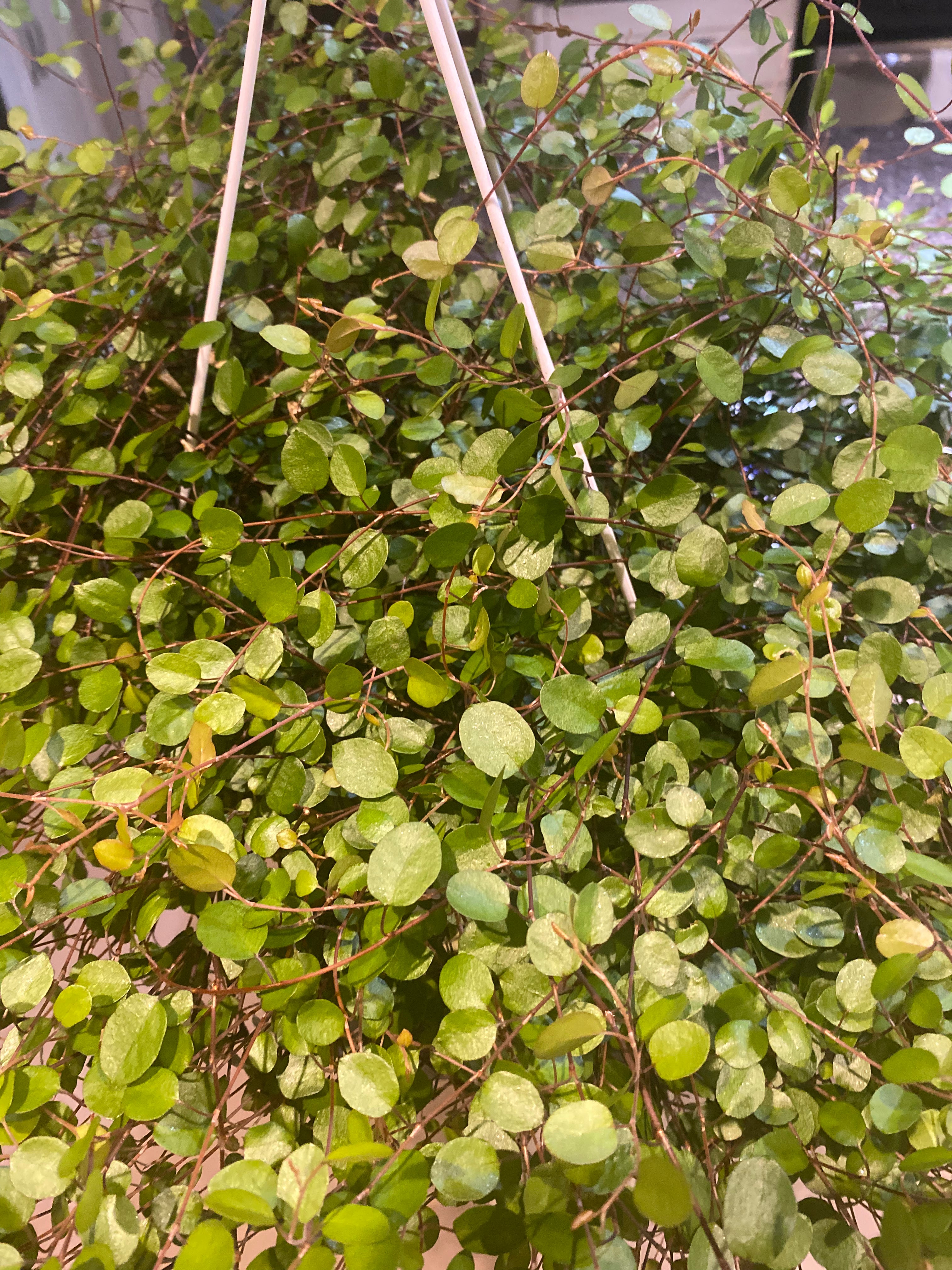 Muehlenbeckia 6" HB Non-toxic