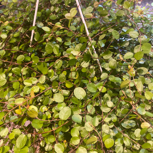 Muehlenbeckia 6" HB Non-toxic