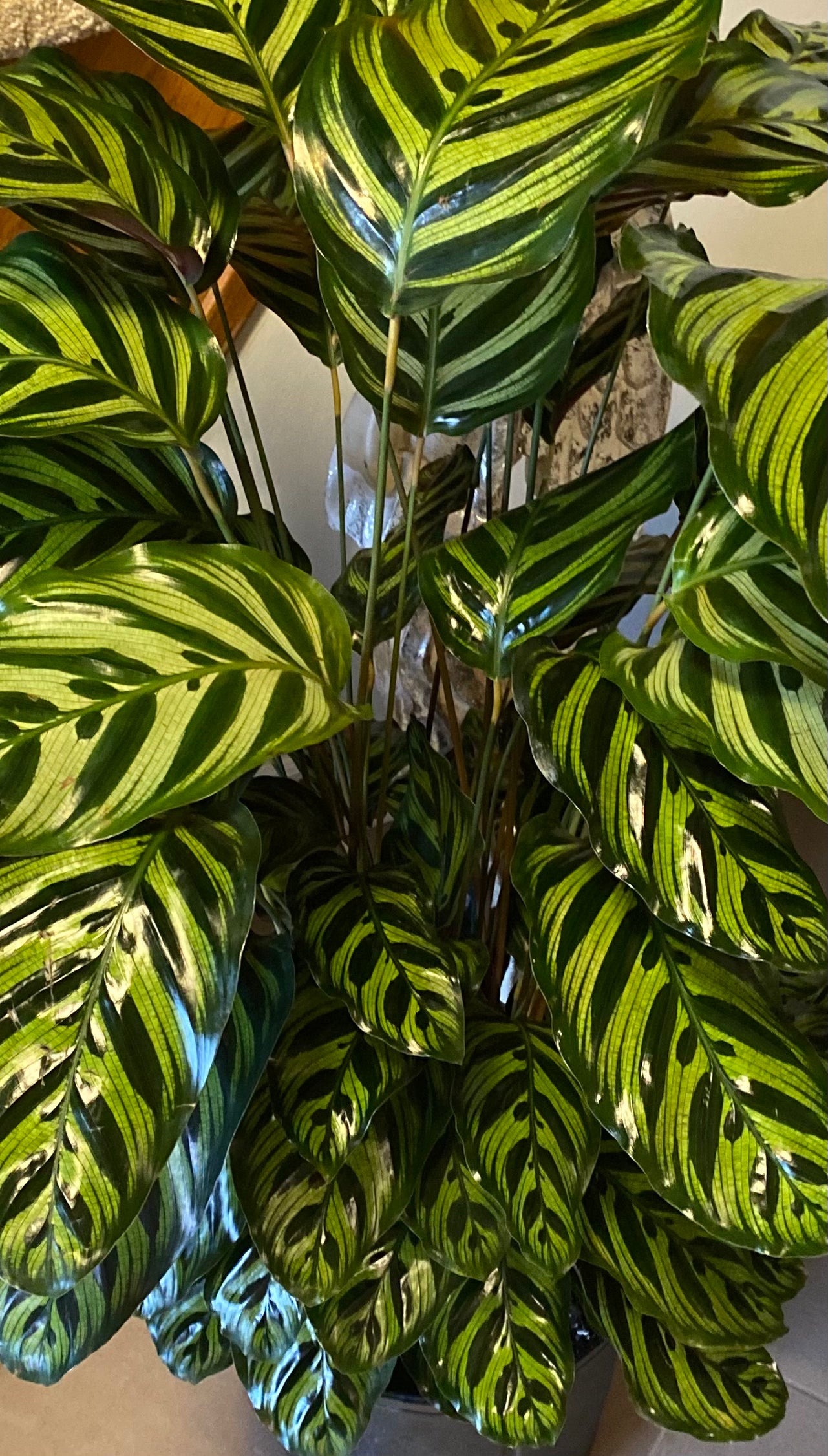 Calathea Assorted (Prayer Plant) non-toxic