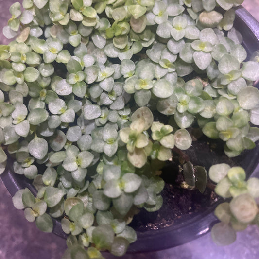 Pilea Involucrata