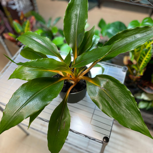 Chlorophytum Mandarin 6" - Non-Toxic