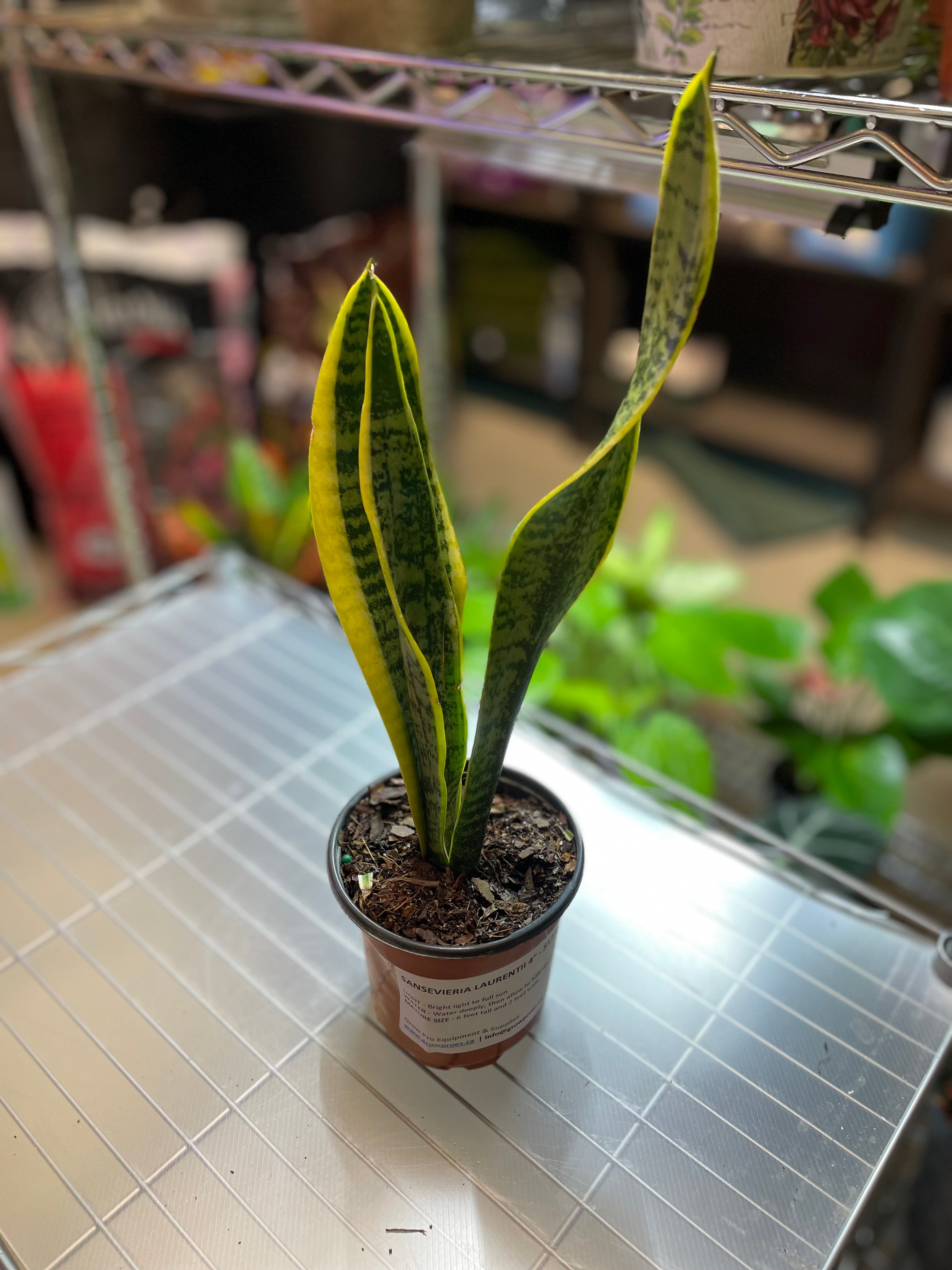 Snake Plant- Sansevieria Laurentii - Mildly Toxic 2 variants