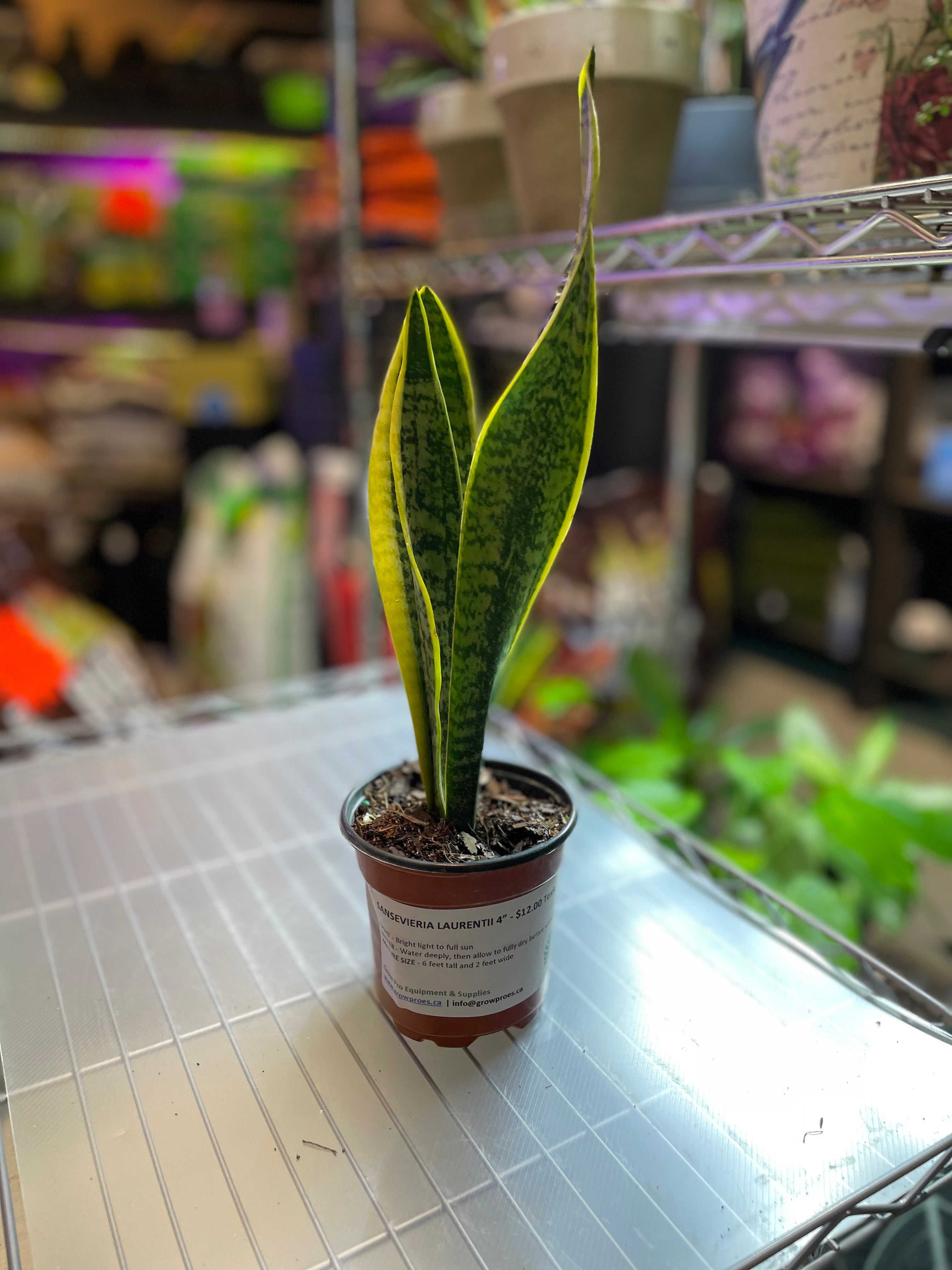 snake plant toxic Snake Plant Sansevieria Laurentii 4"