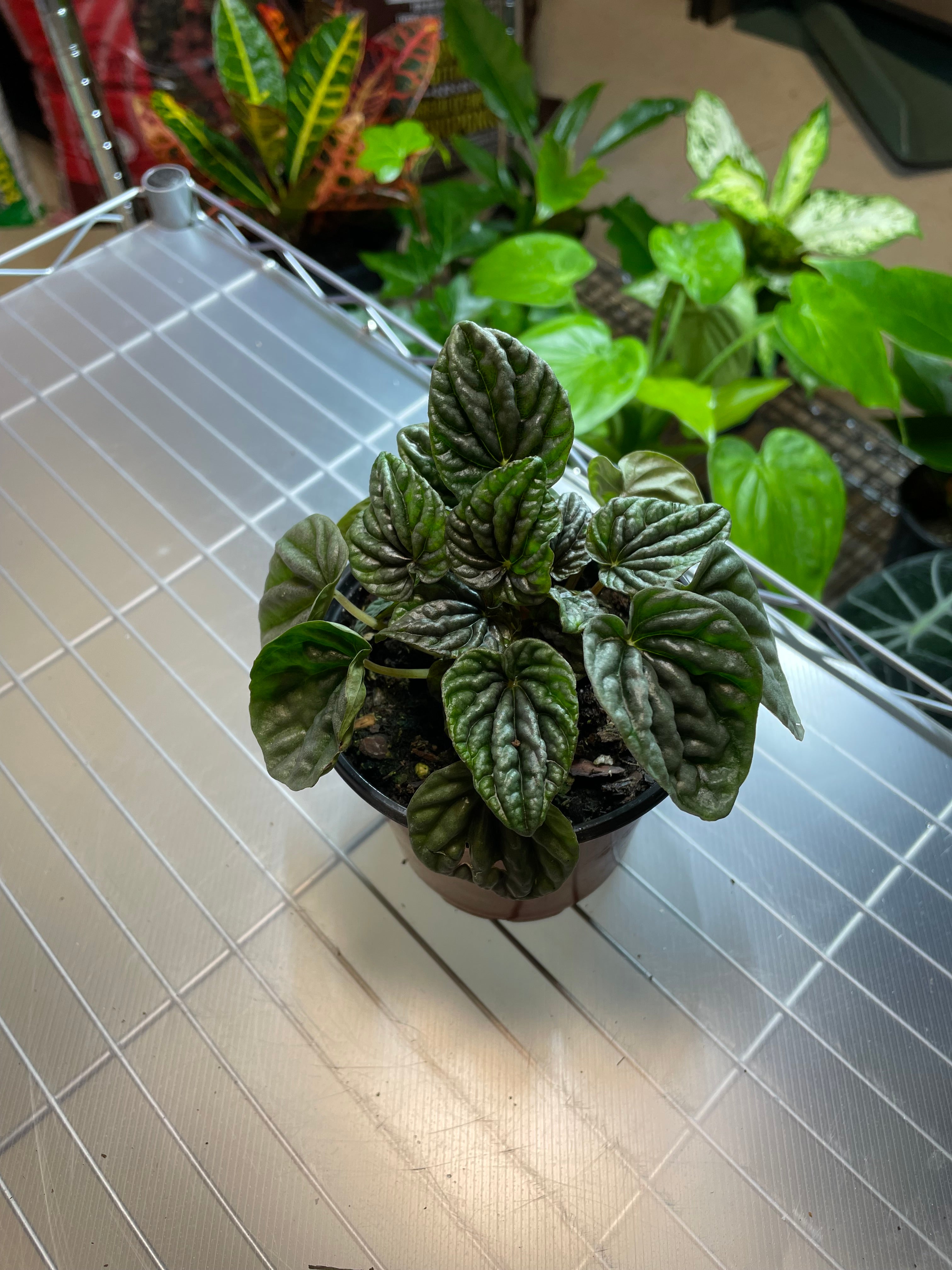 Peperomia Luna 4" - Non-Toxic