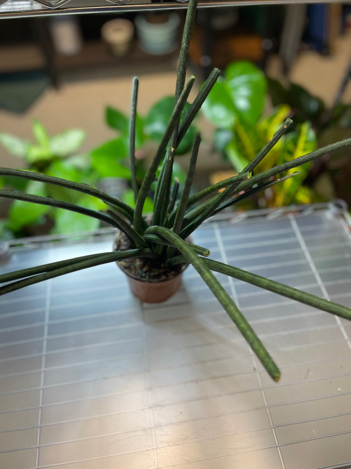 Sansevieria Cylindrica Fingers 8" - Toxic