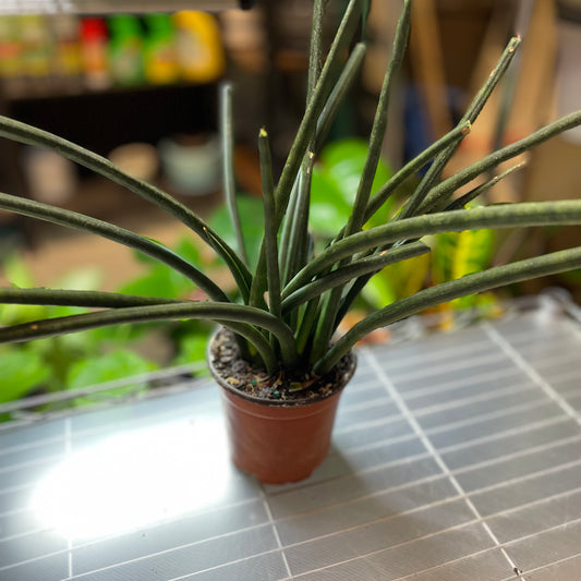 Sansevieria Cylindrica Fingers 8" - Toxic