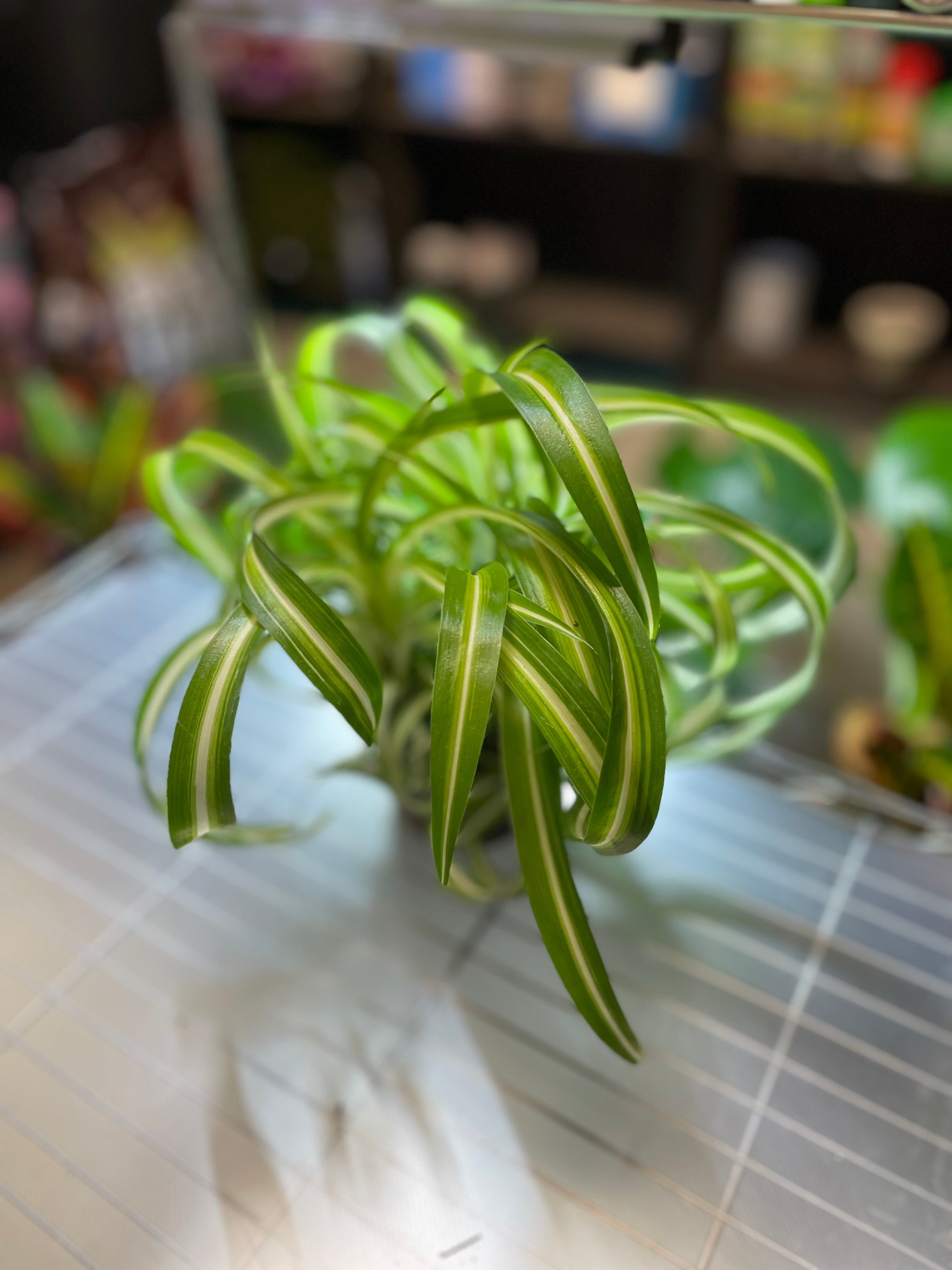 Spider Curly Bonnie 4" Somewhat toxic