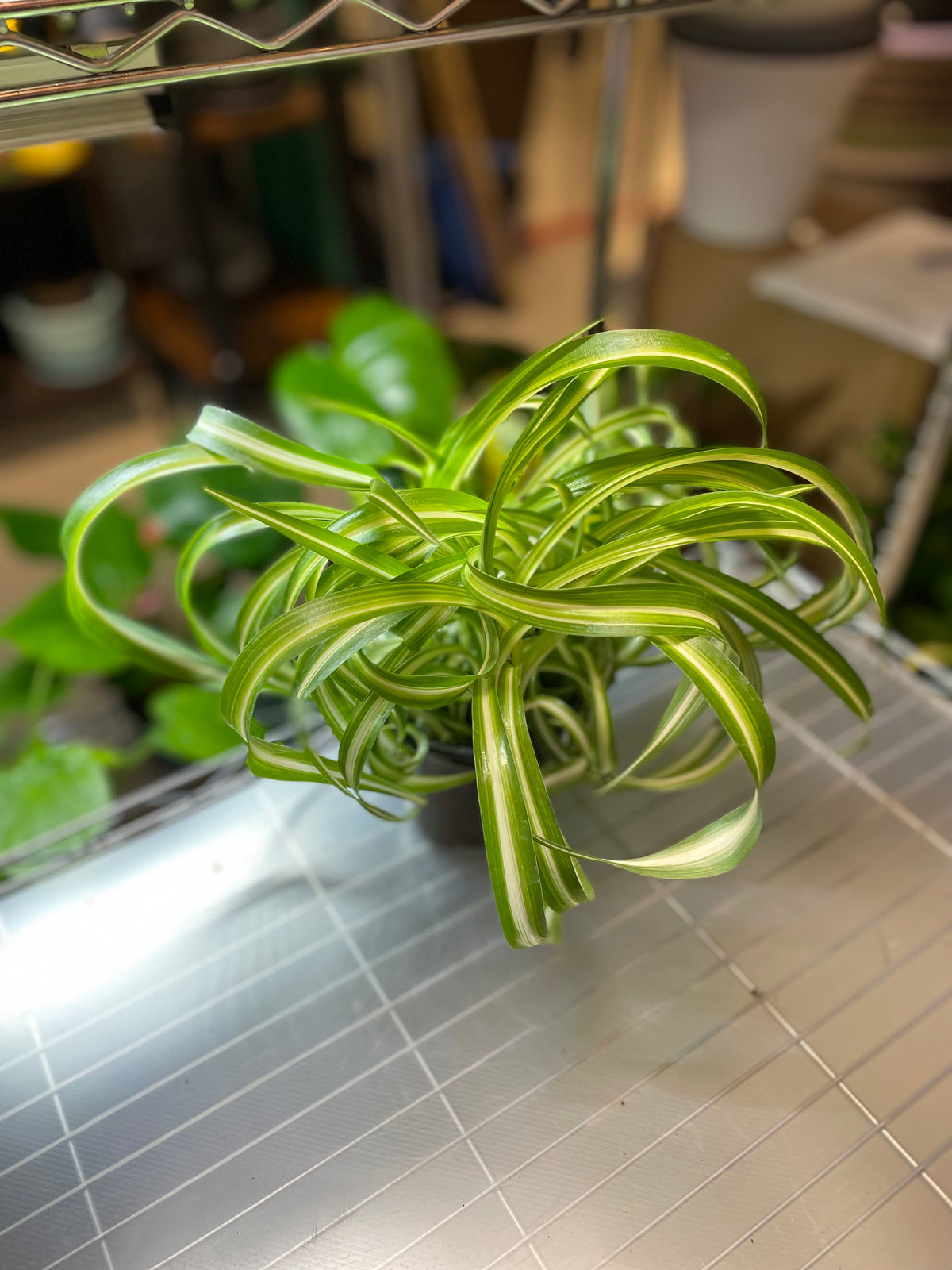 Spider Curly Bonnie 4" Somewhat toxic - GROW PRO Equipment & Supplies