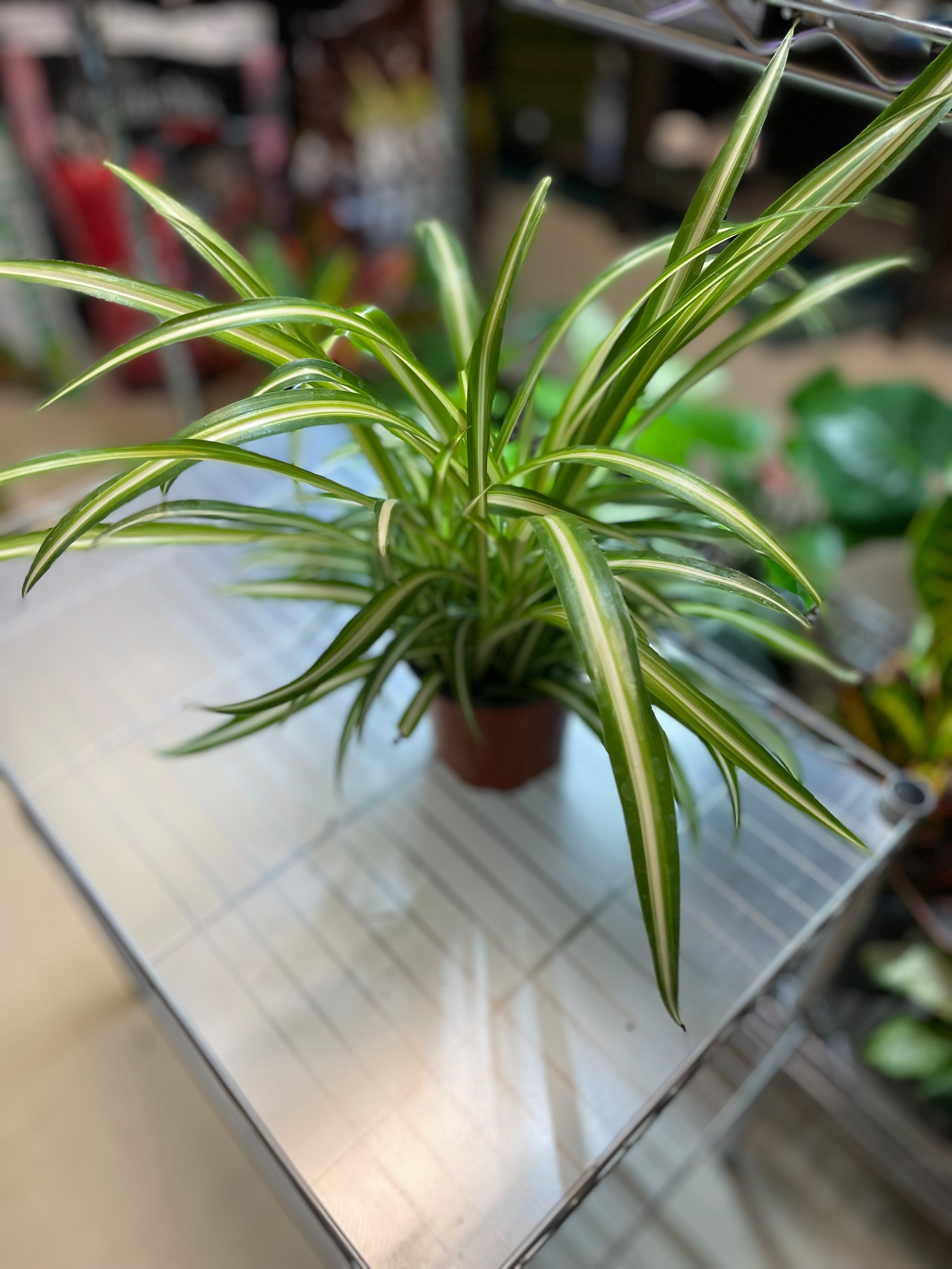 Spider Plant variegated 4" Somewhat toxic