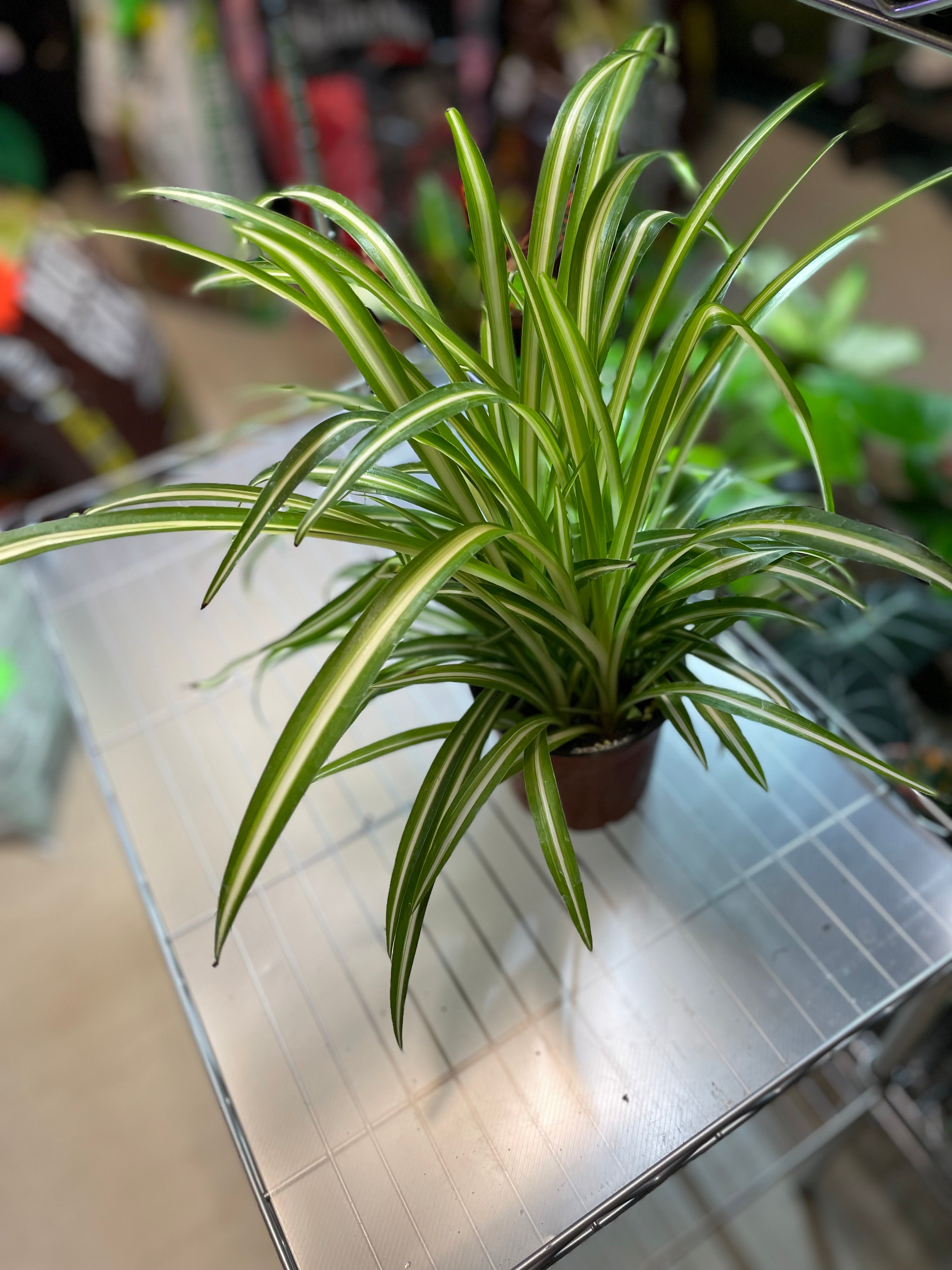 Spider Plant variegated 4" Somewhat toxic