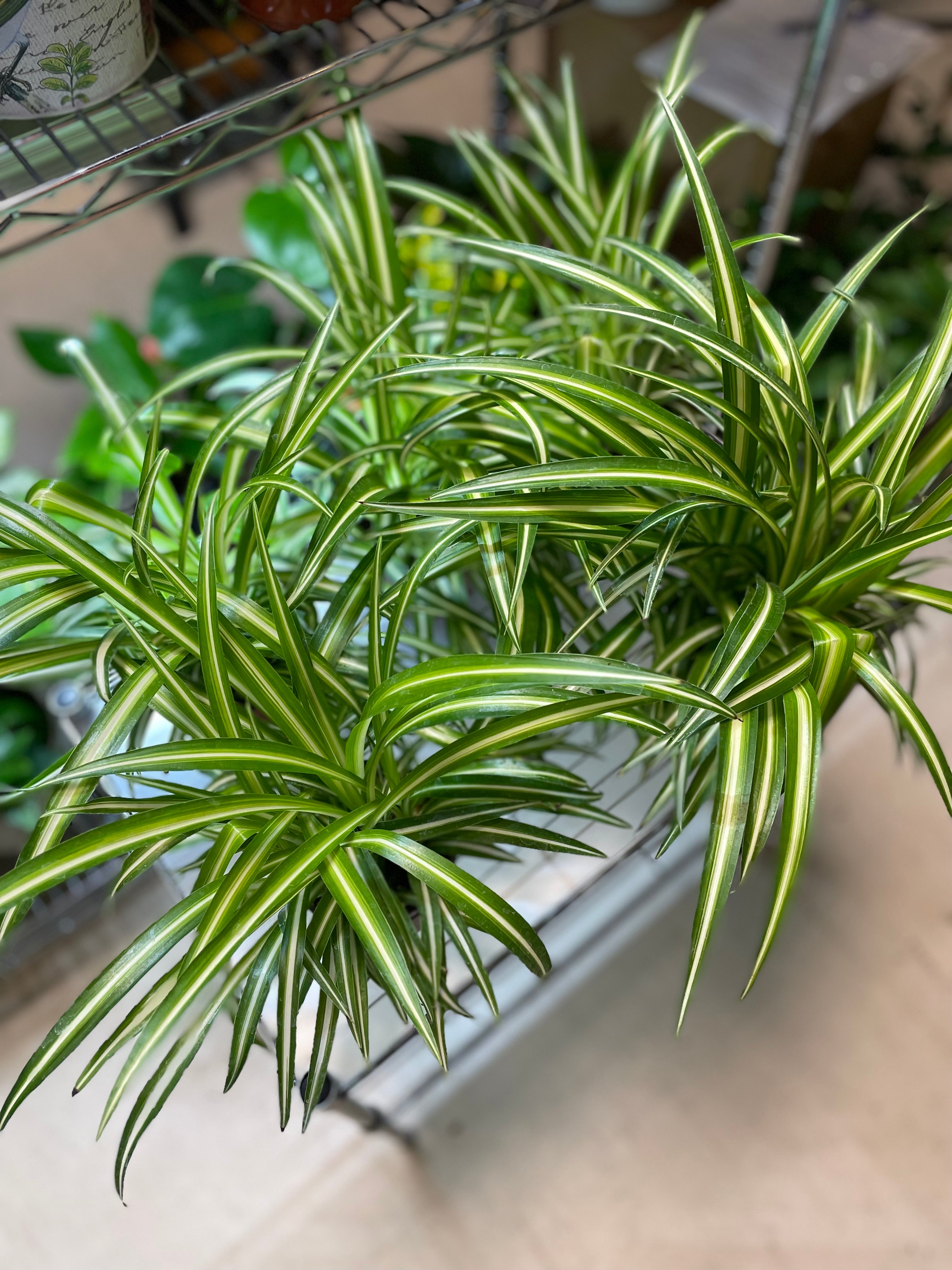 Spider Plant variegated 4" Somewhat toxic